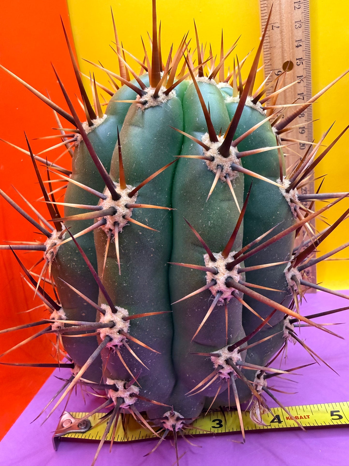 Trichocereus Tacaquirensis 🌶️🌶️