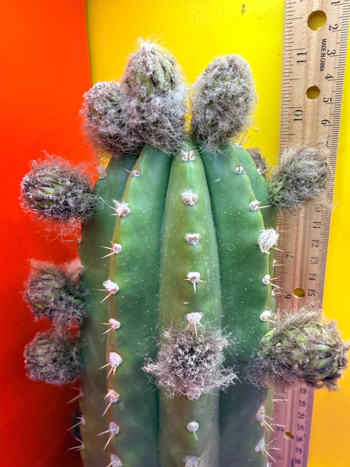 Cacto Hebrido with flower buds , over a Dozen !!!