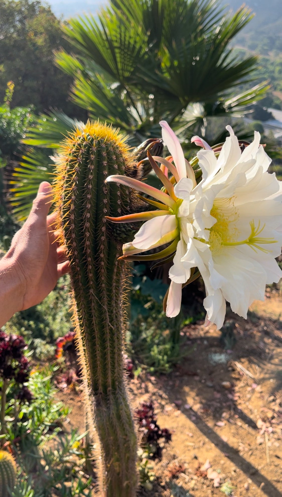 Trichocereus  Spachianus seeds