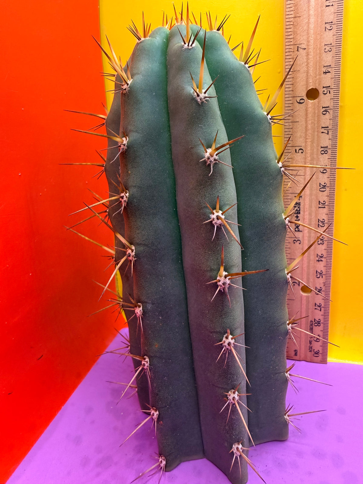 “RC’s T.P. 🧻”  trichocereus peruvianus !!