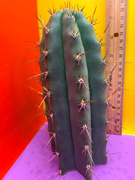 “RC’s T.P. 🧻”  trichocereus peruvianus !!