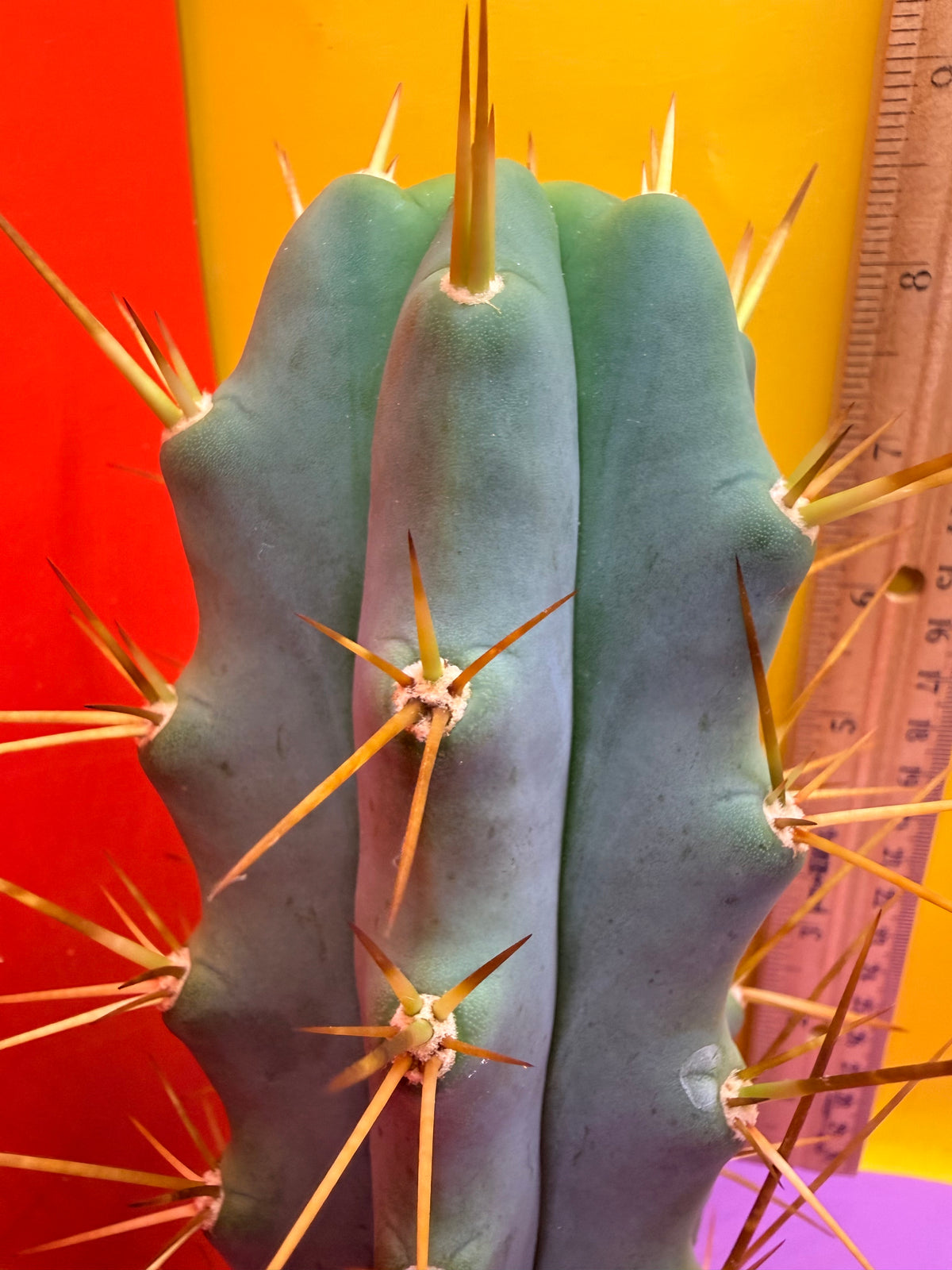 Revert Longform TBM PENISCACTUS !!!