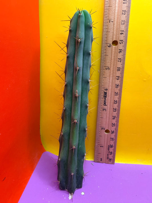 Trichocereus Bridgesii SS02 x Lumberjack !