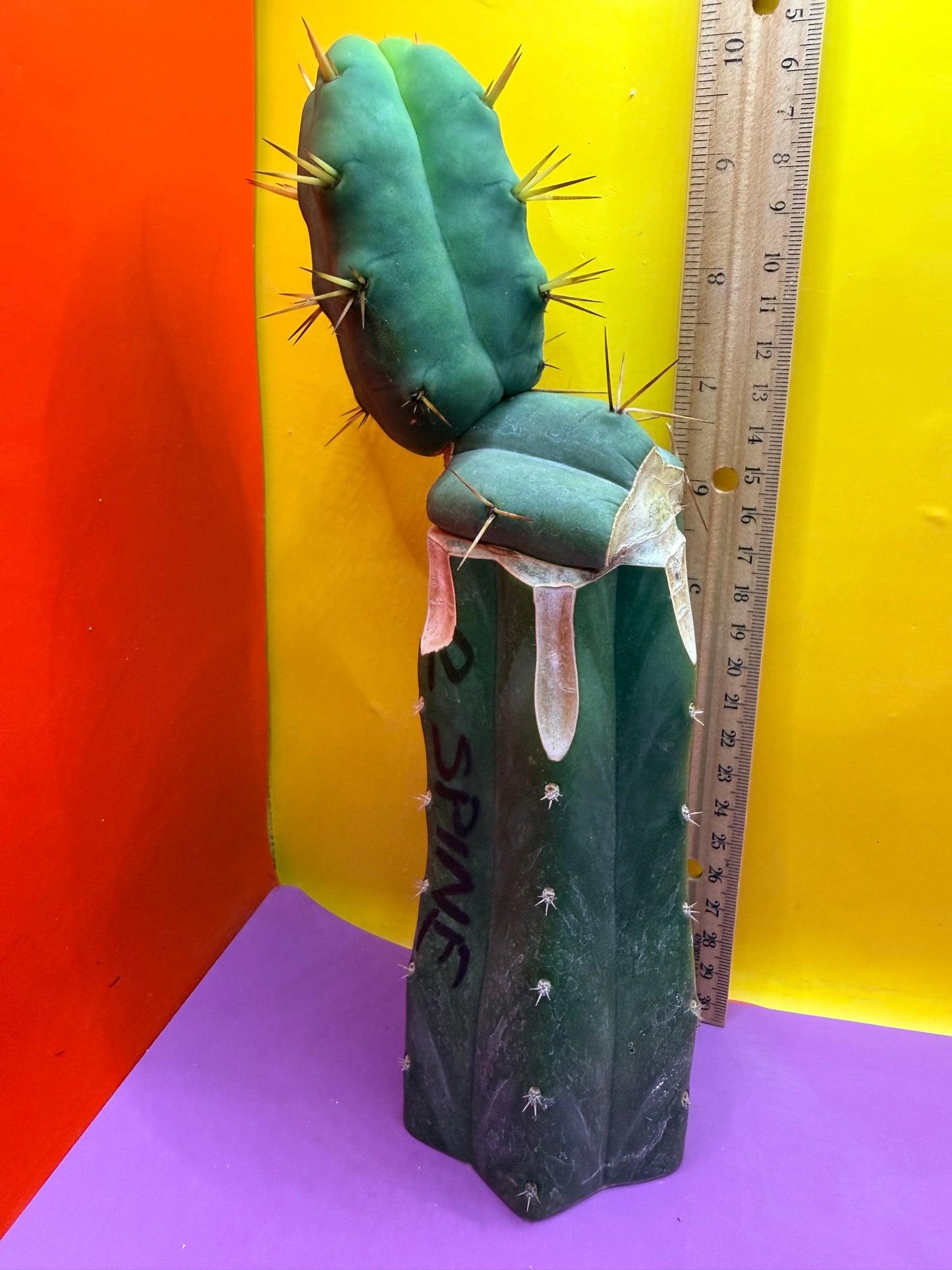 “Jimzz twin spines” 4 winds grafted cactus
