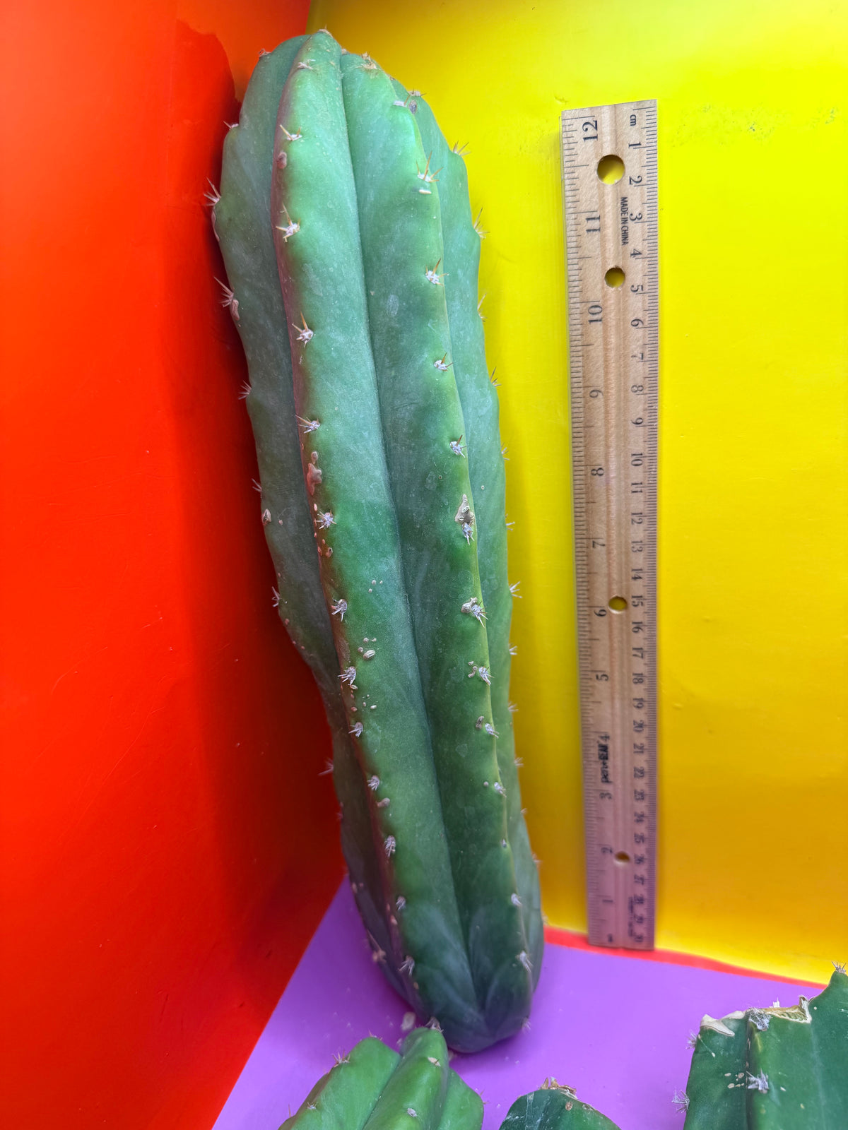 5 pack of San Pedro Cactus !