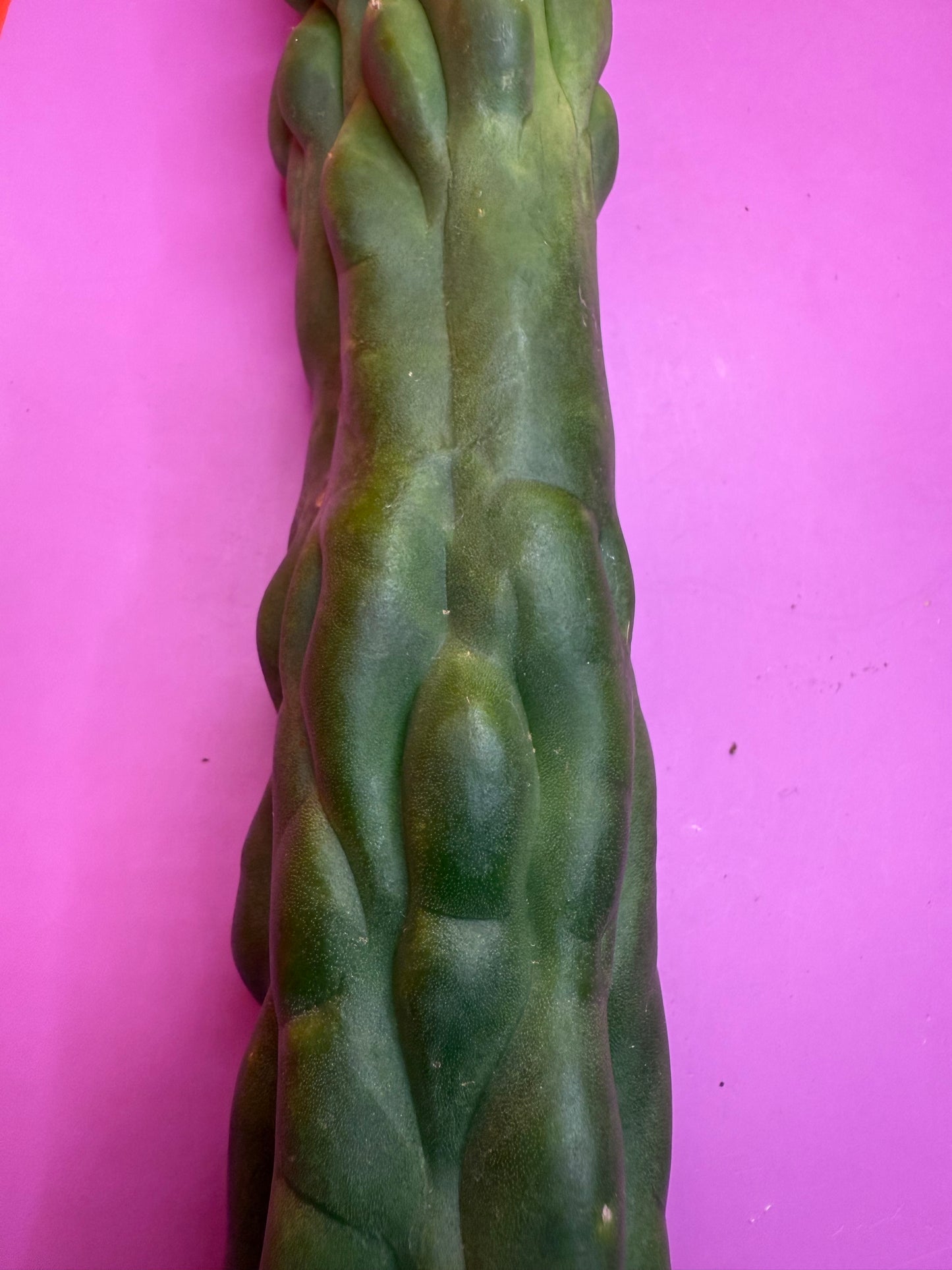 Monstrose San Pedro cactus !! Tip is about to crest !