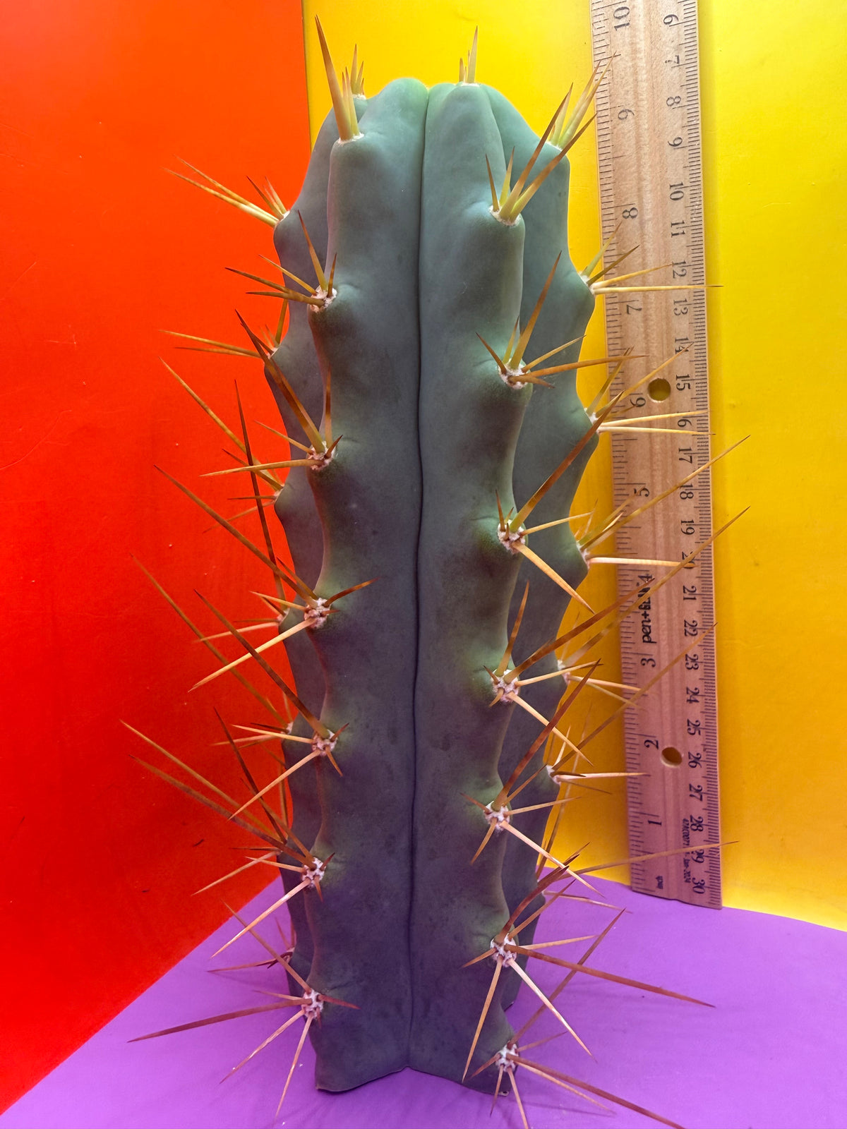 Revert Longform TBM PENISCACTUS !!!