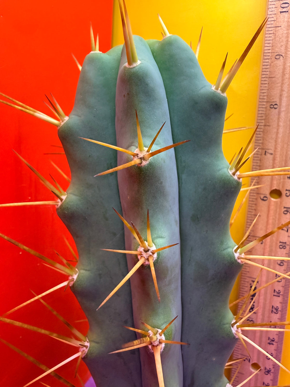 Revert Longform TBM PENISCACTUS !!!