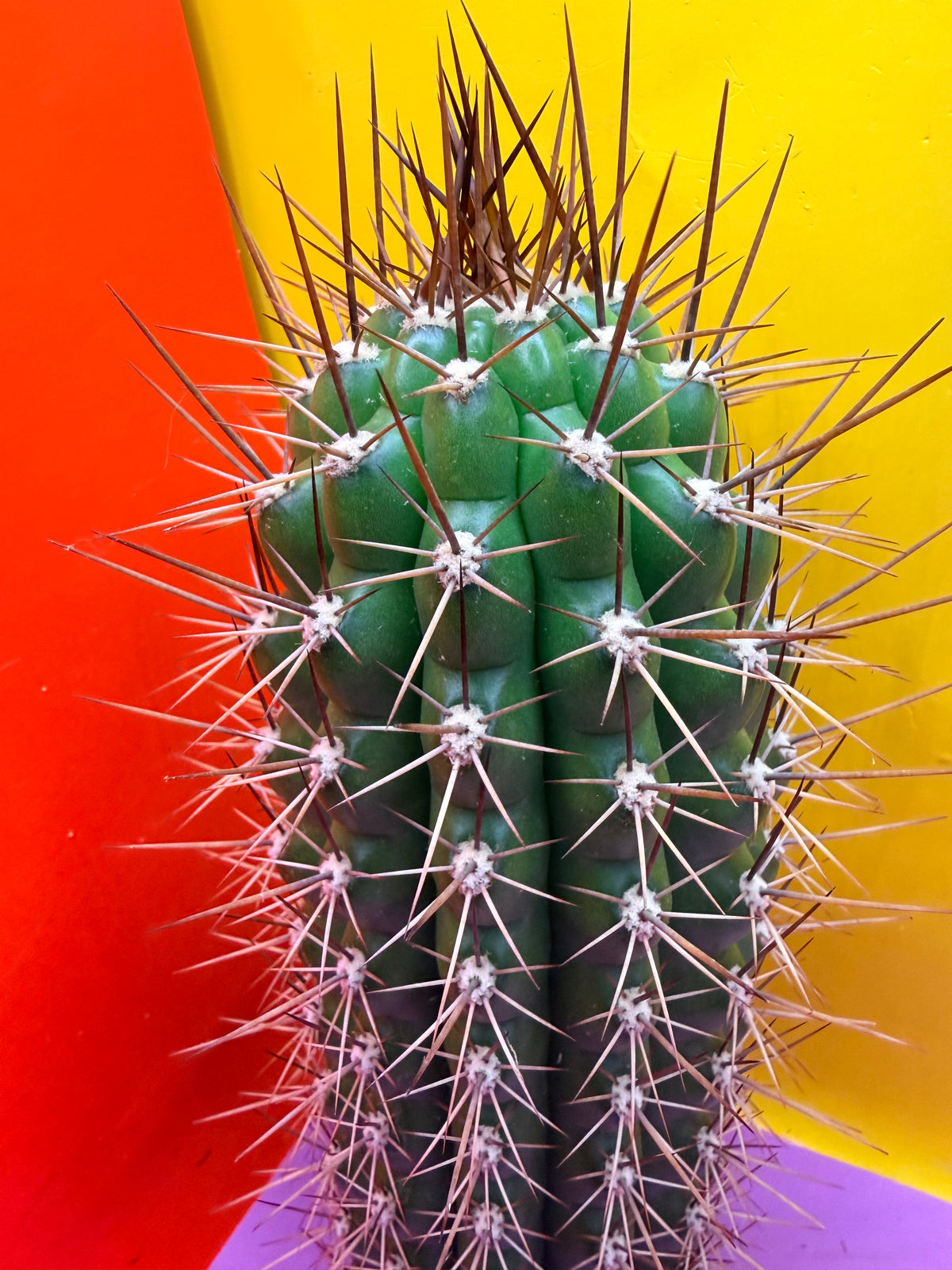 Trichocereus thelegonus