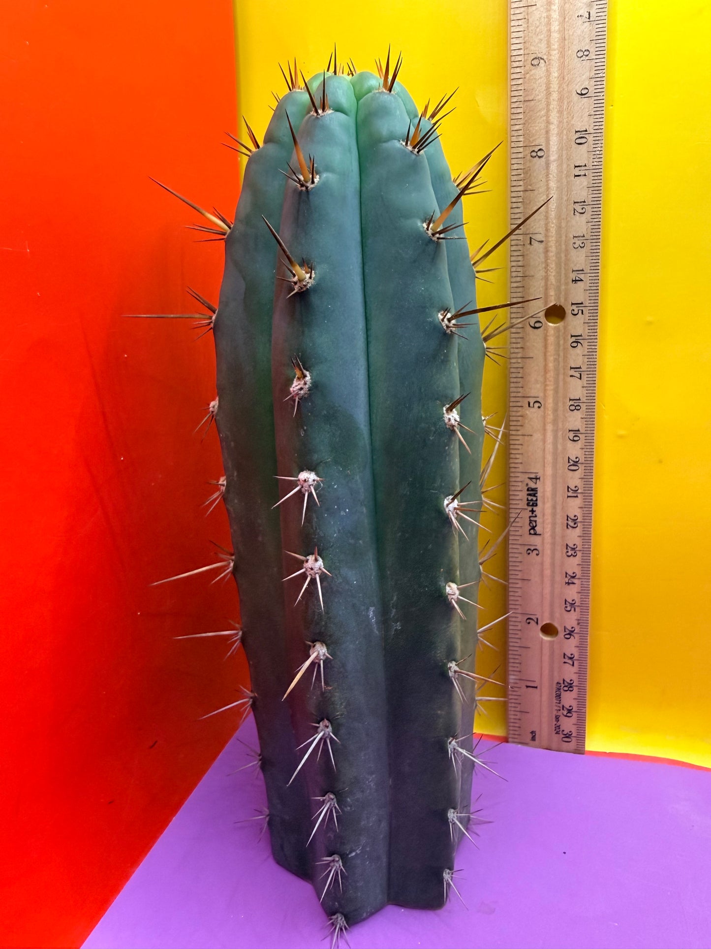 “RC’s T.P. 🧻”  trichocereus peruvianus !!