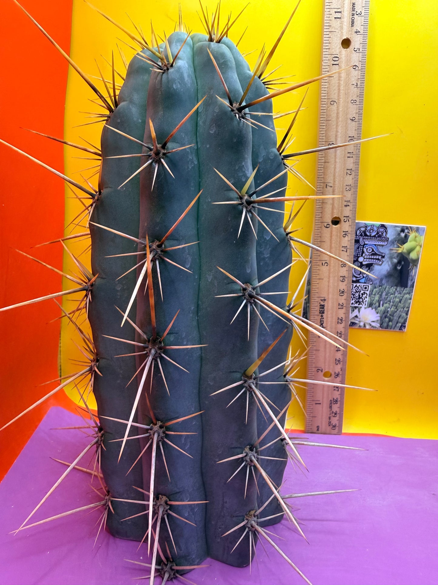HUGE “SWAMP THING” 3.5”inches thick trichocereus Cultivar !! Super thick