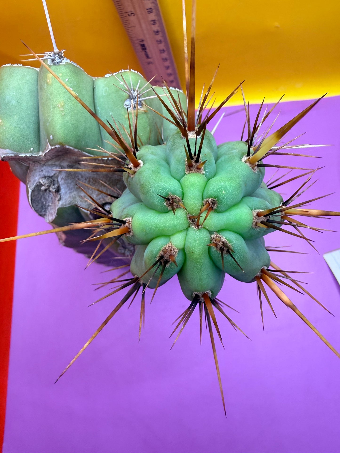 Swamp Thing Graft
