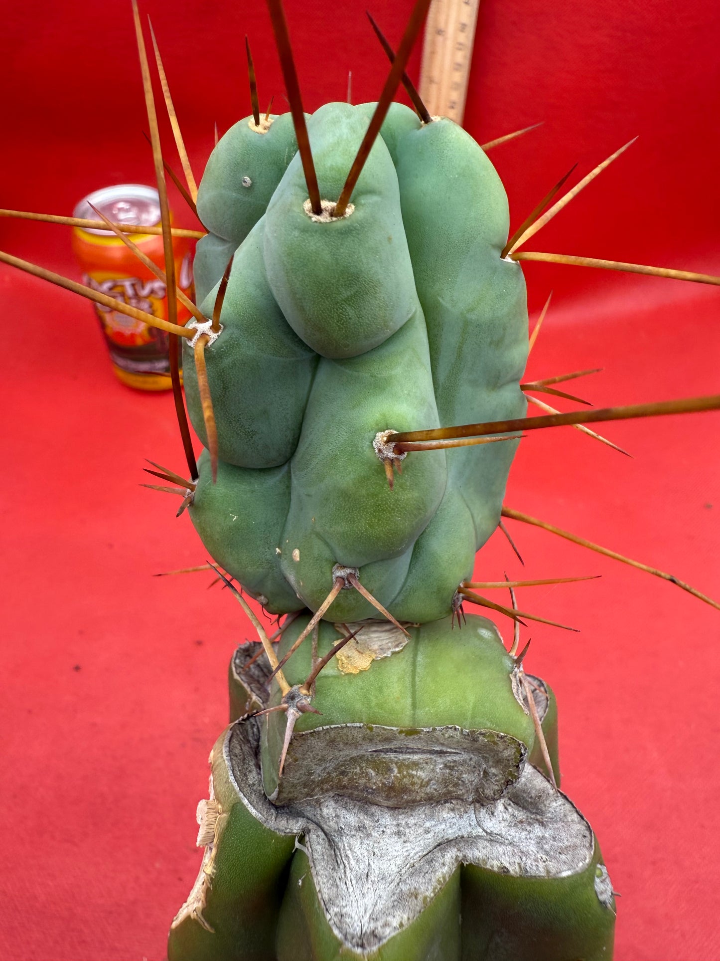 Grafted El Serpieñté