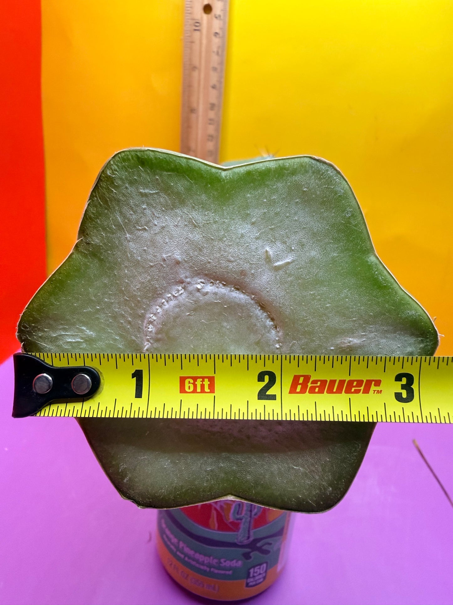 Reverted TBM A Graft