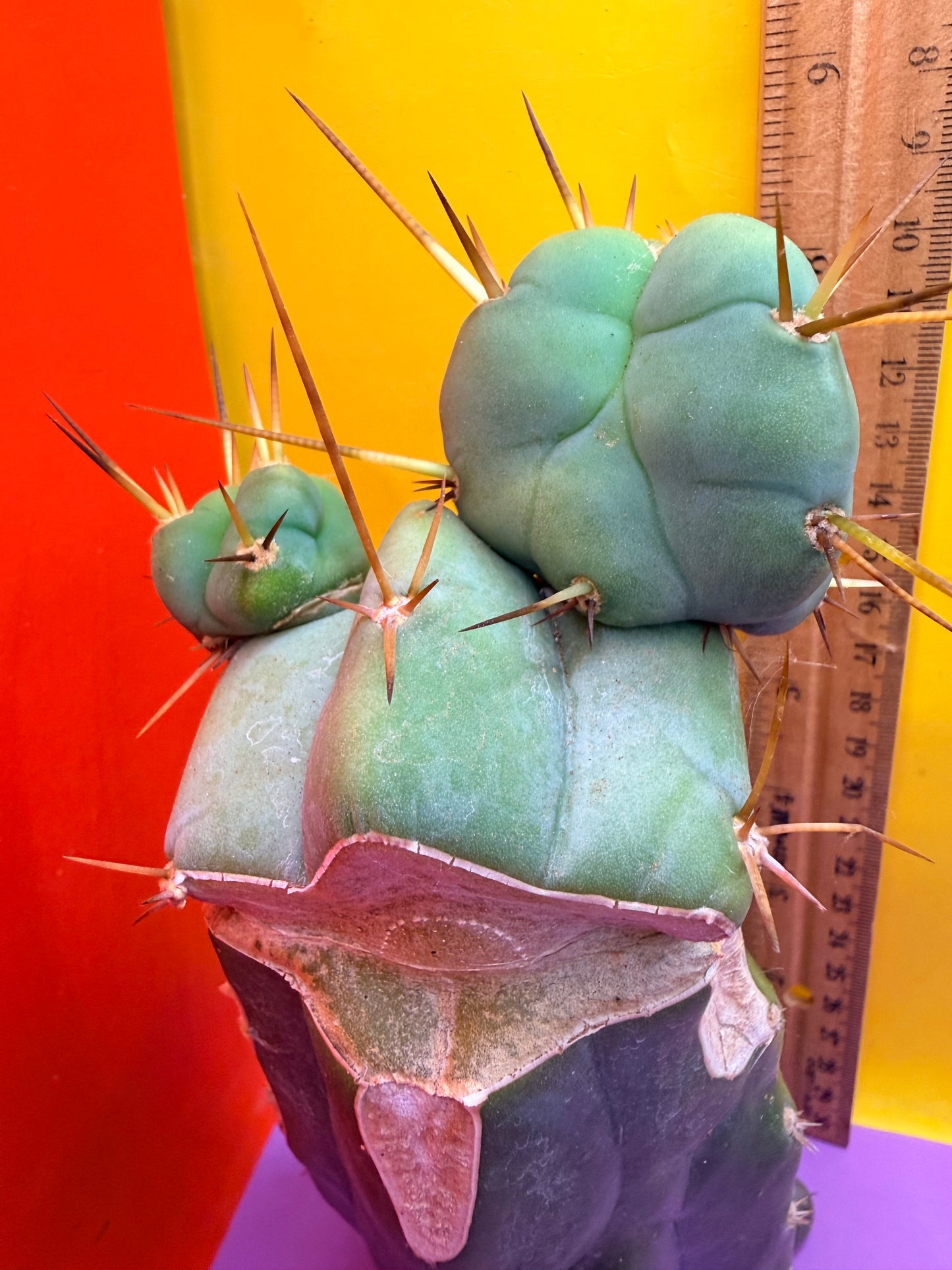 EL SERPIEÑTE Double pup Graft!