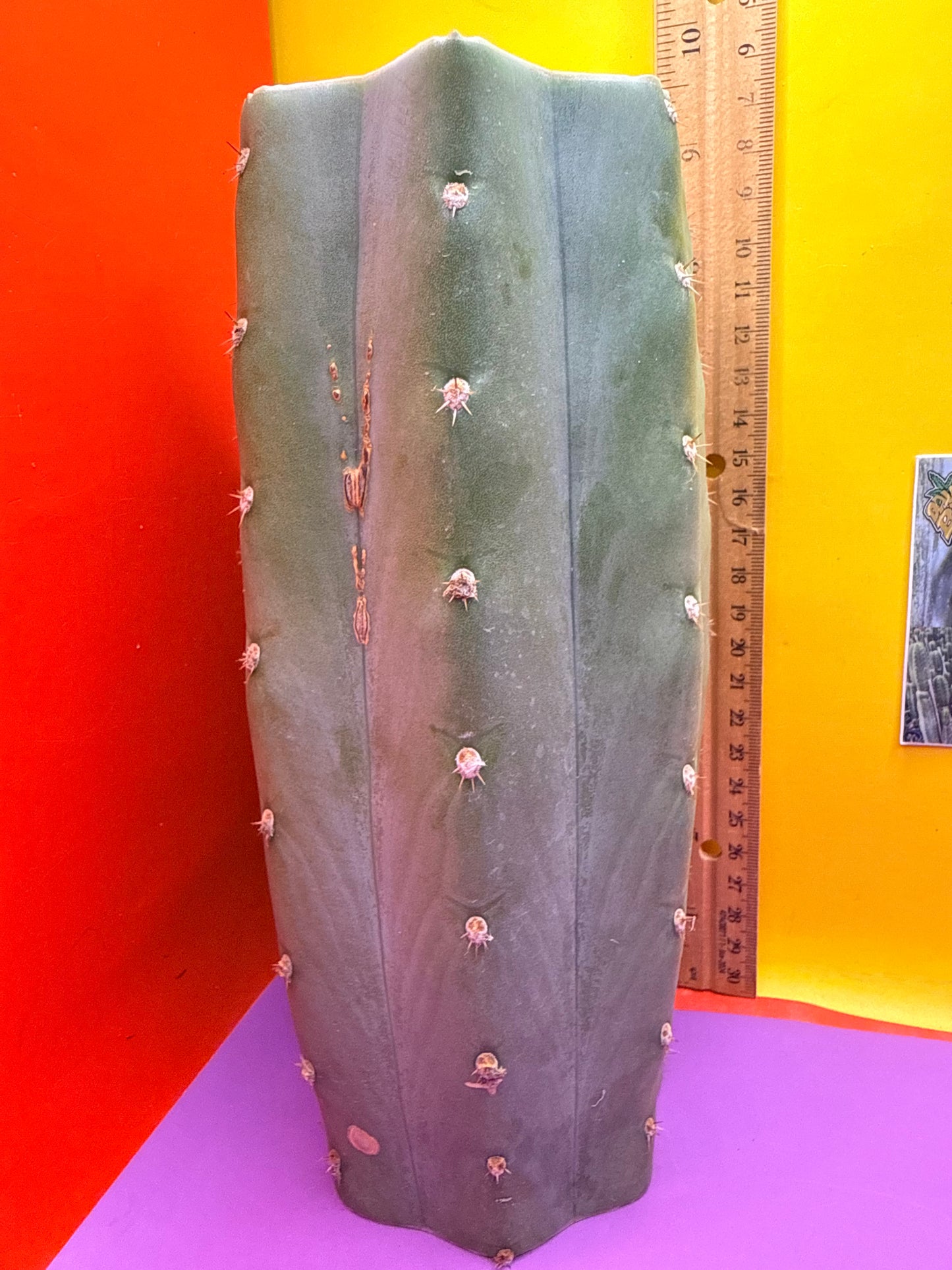 Blue Juules Giant !