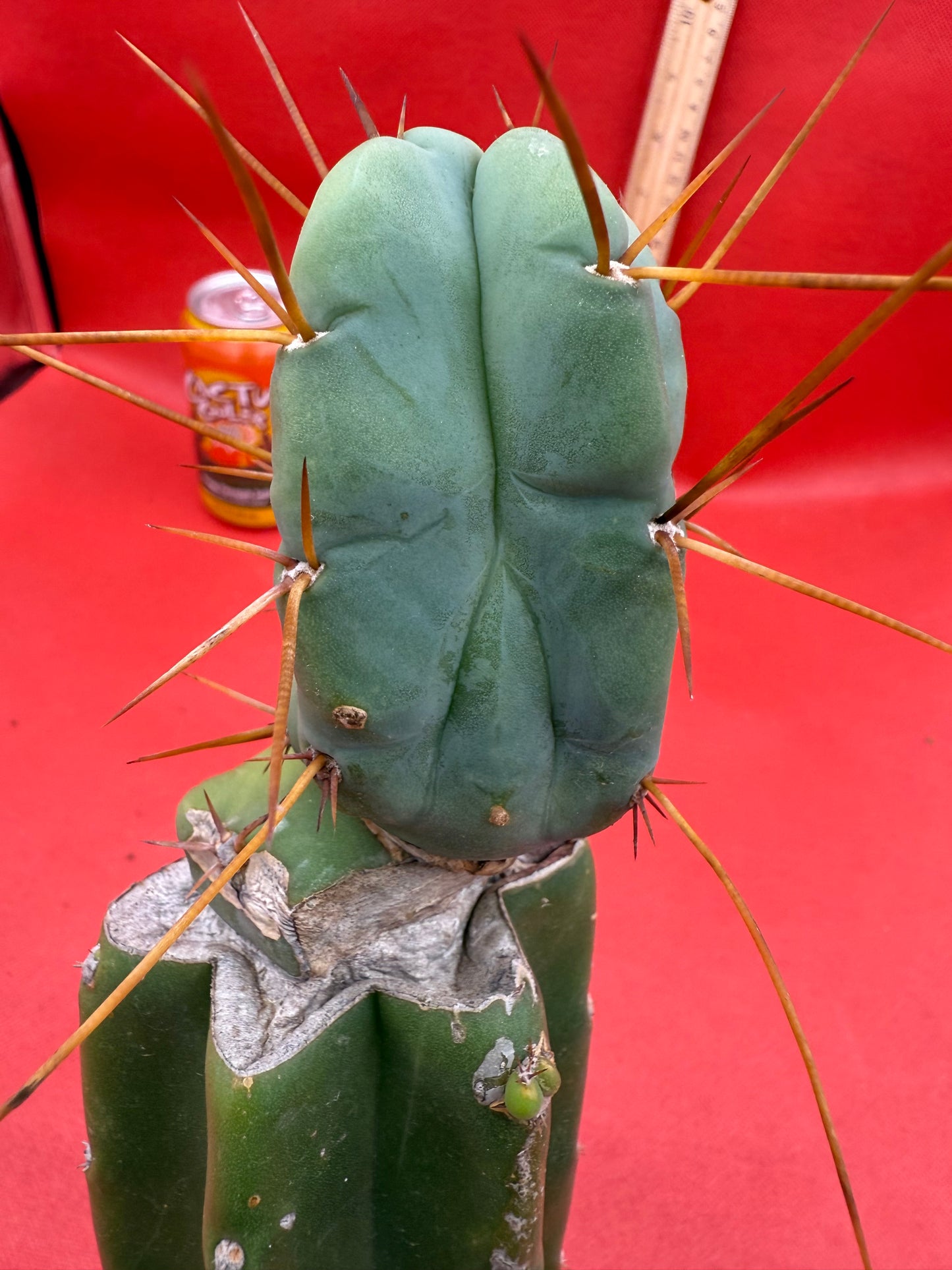 Grafted El Serpieñté