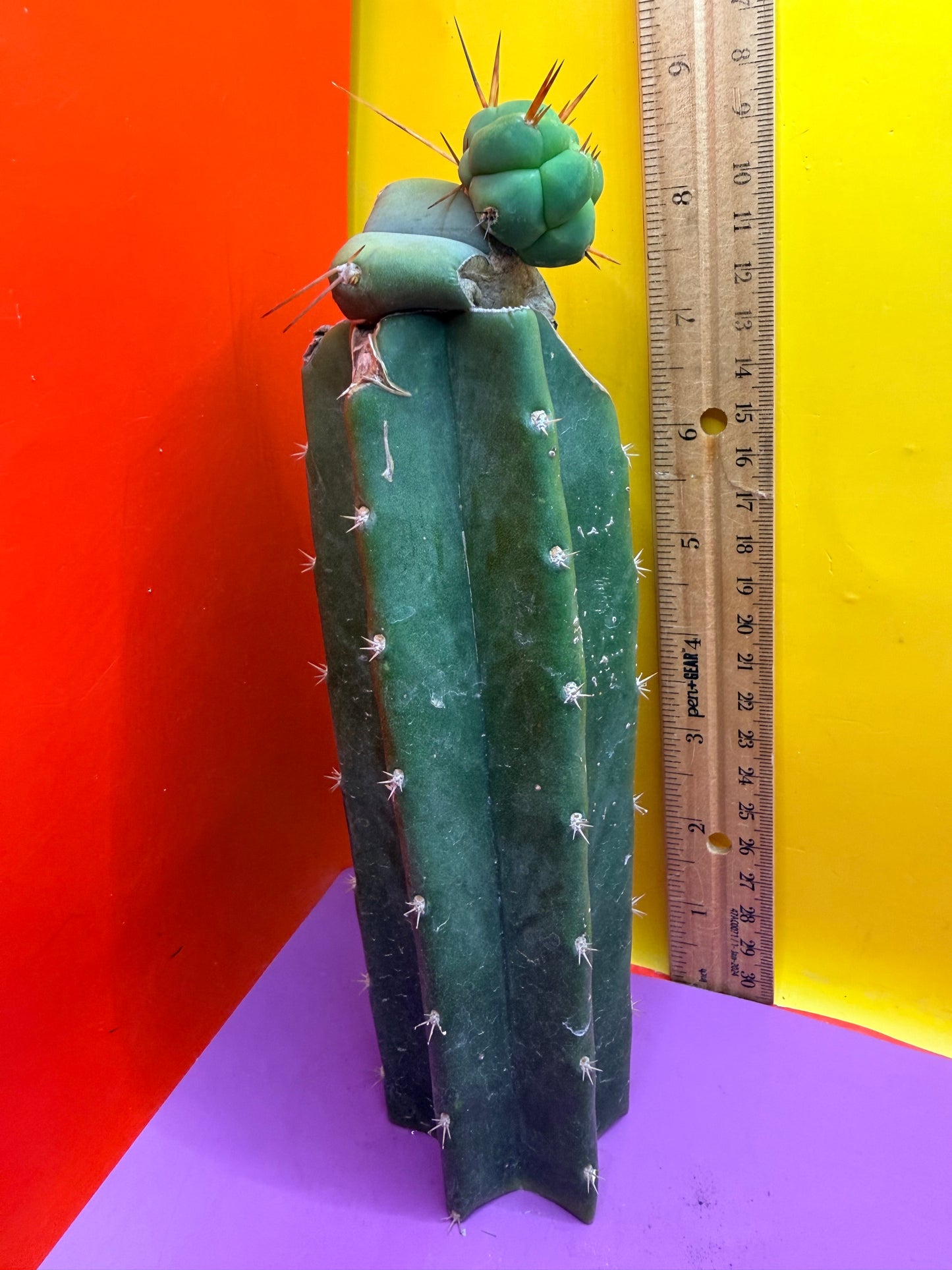 Pala Rez cactus Graft