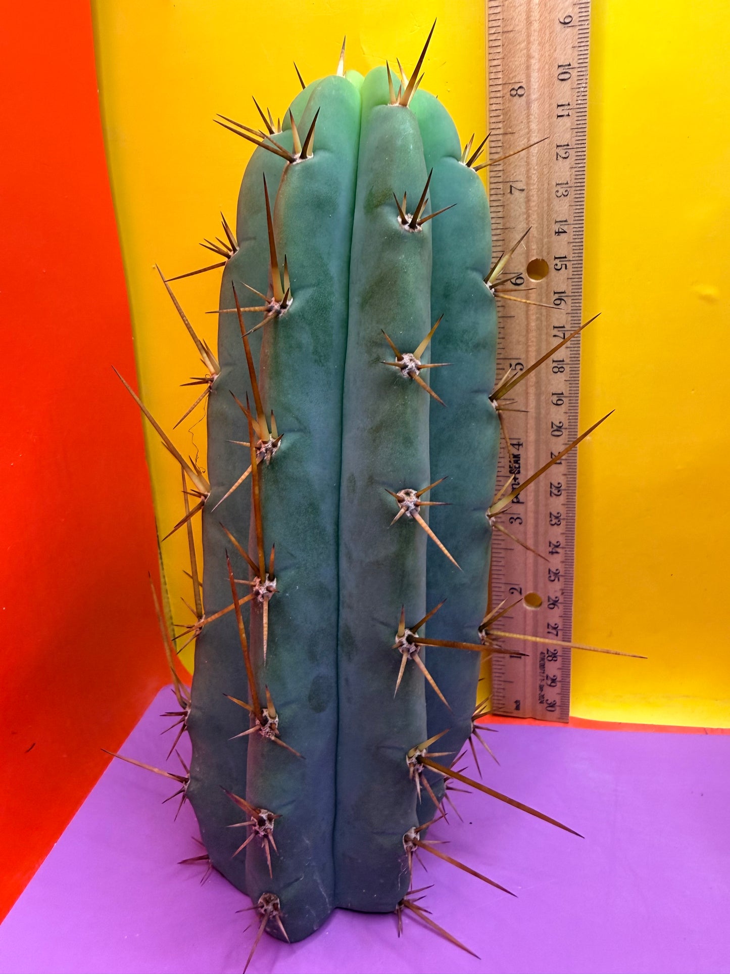 PALA  ! This exact cactus cutting of trichocereus