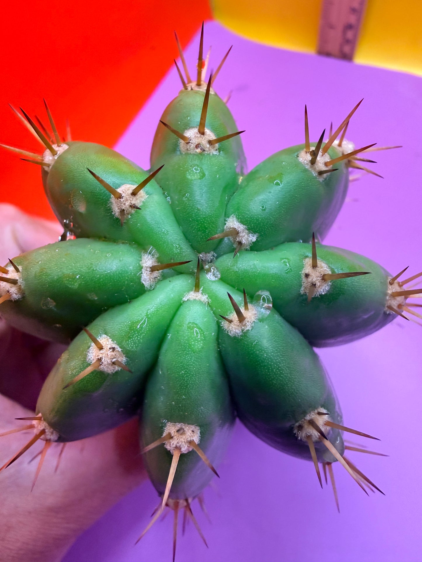 Cacto hebrido