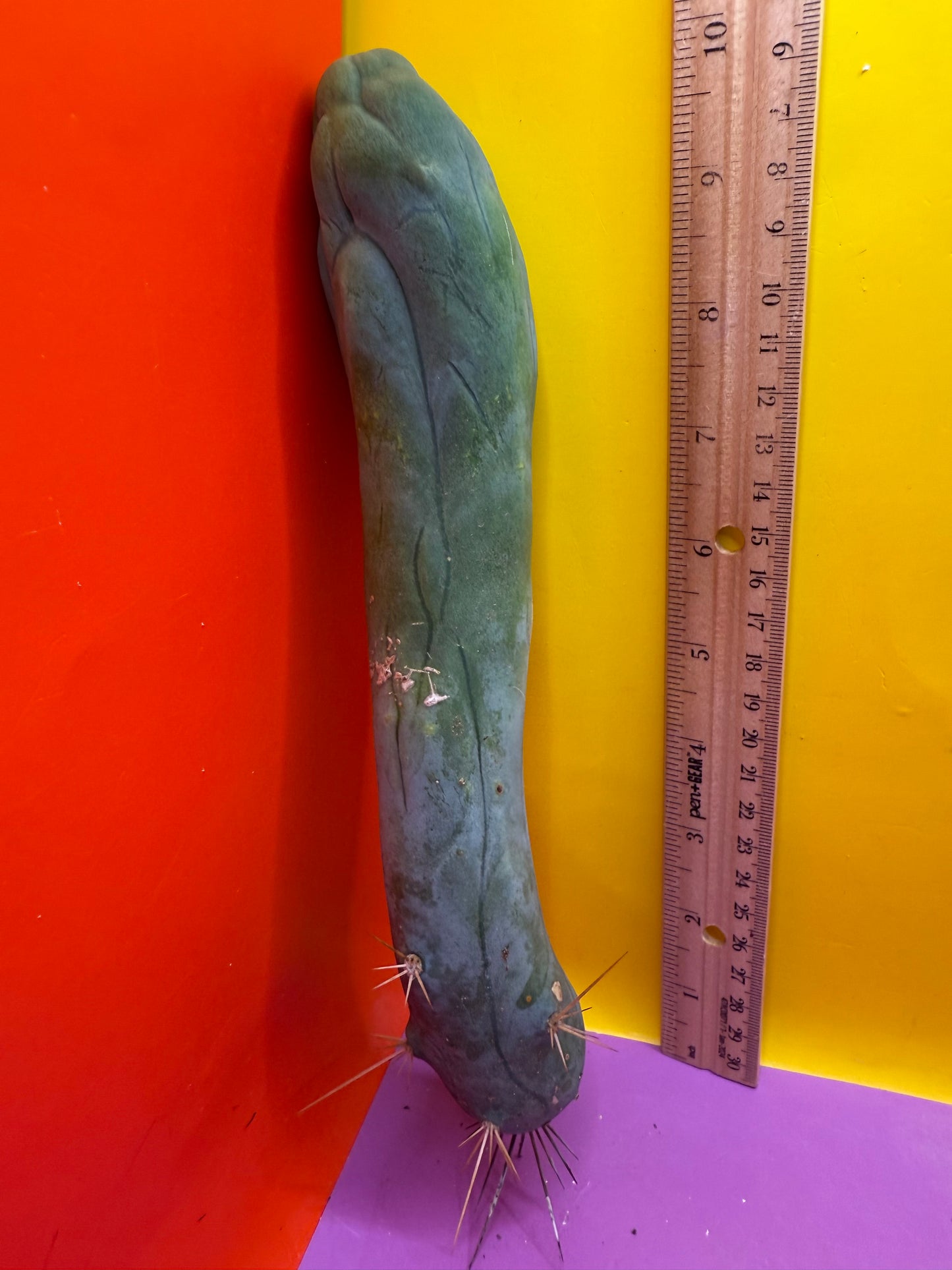 LONG FORM TBM-A cactus