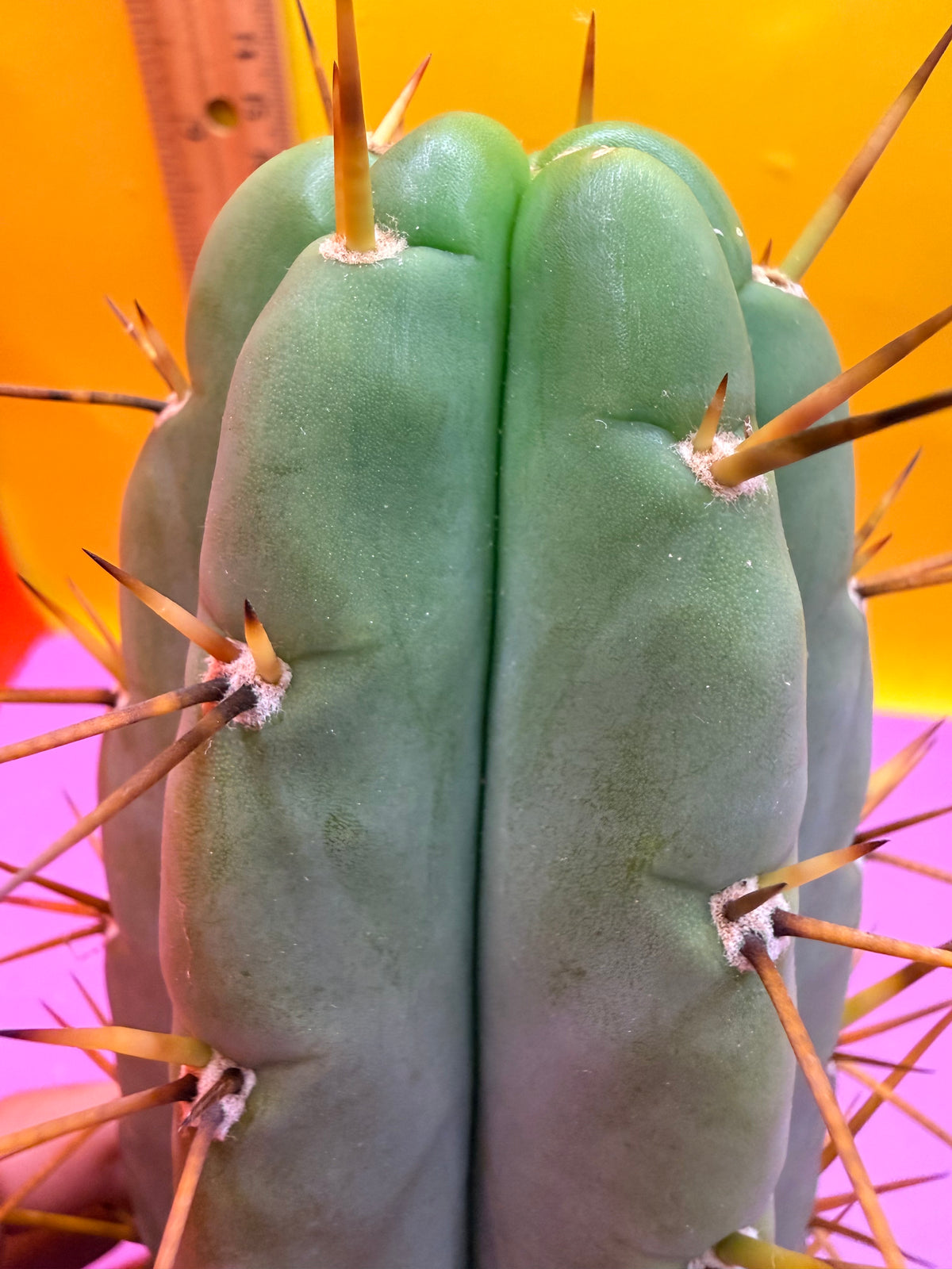 PALA  🌶️🌶️! This exact cactus cutting of trichocereus