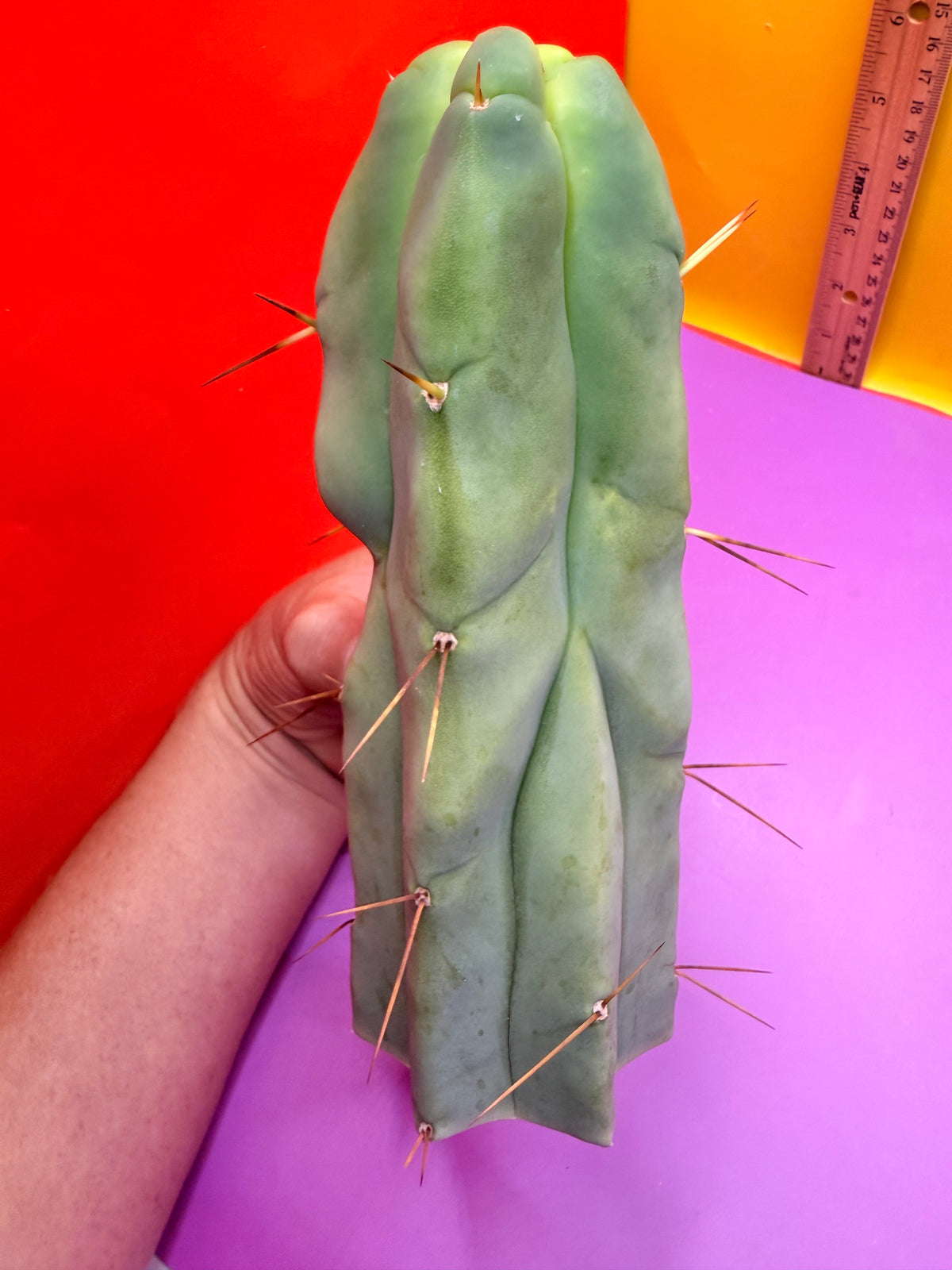 4 Wind Bridgesii “LMA” La Mirada Angelo