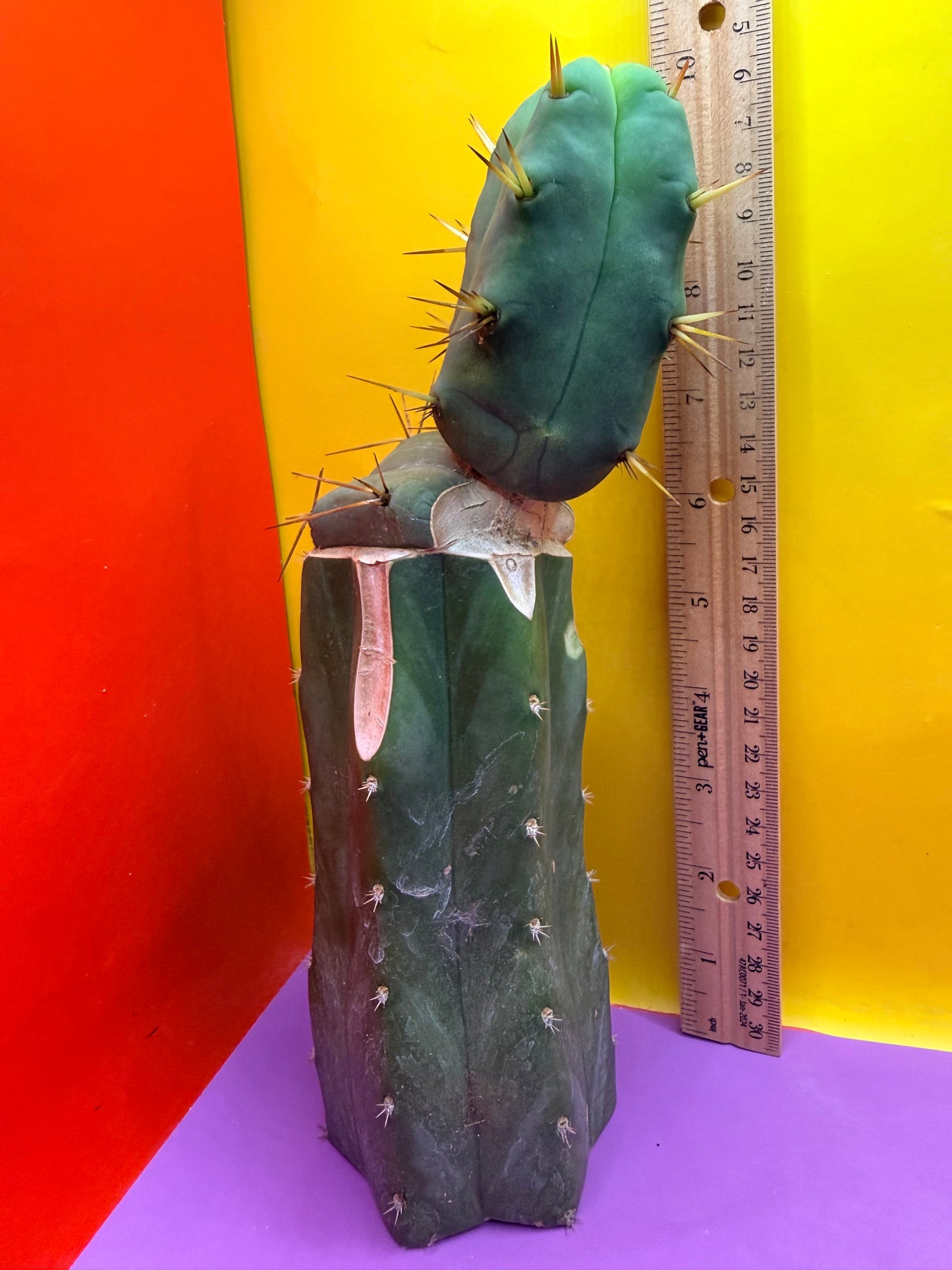 “Jimzz twin spines” 4 winds grafted cactus