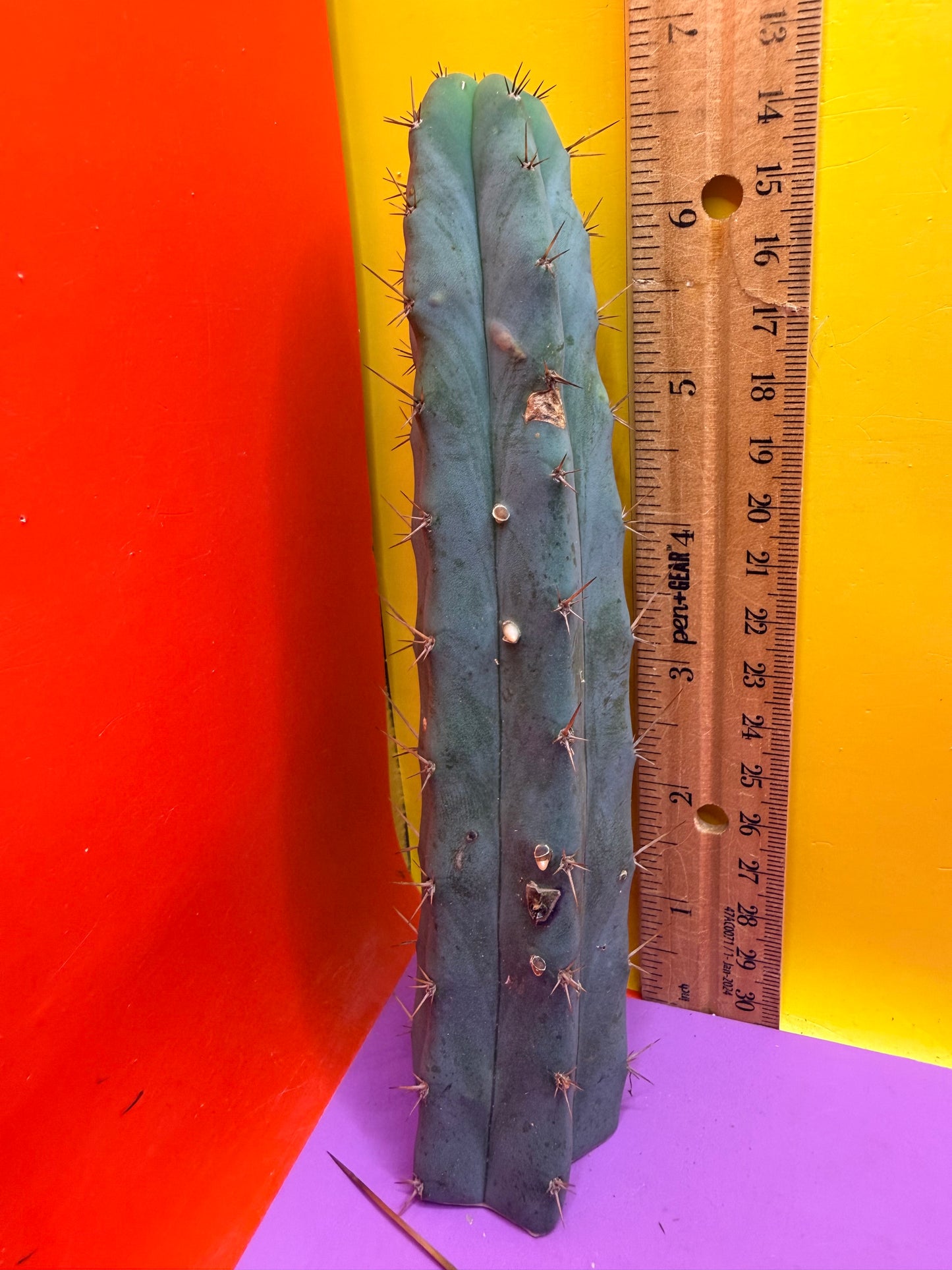 “MINI ME” trichocereus bridgesii