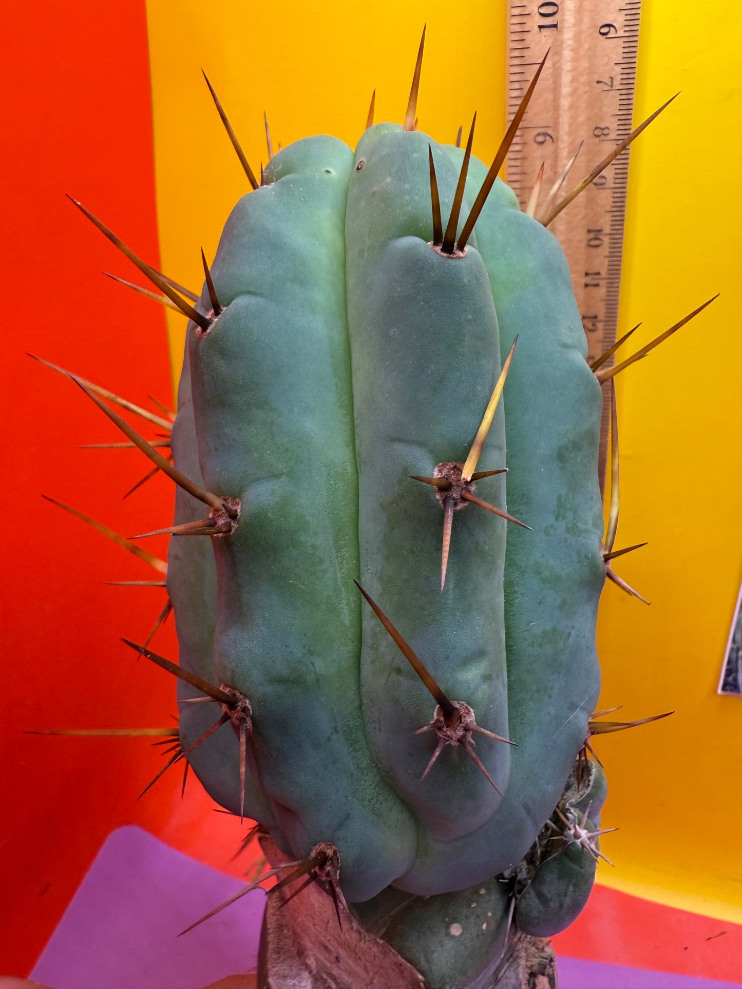 GRAFTED Pala !