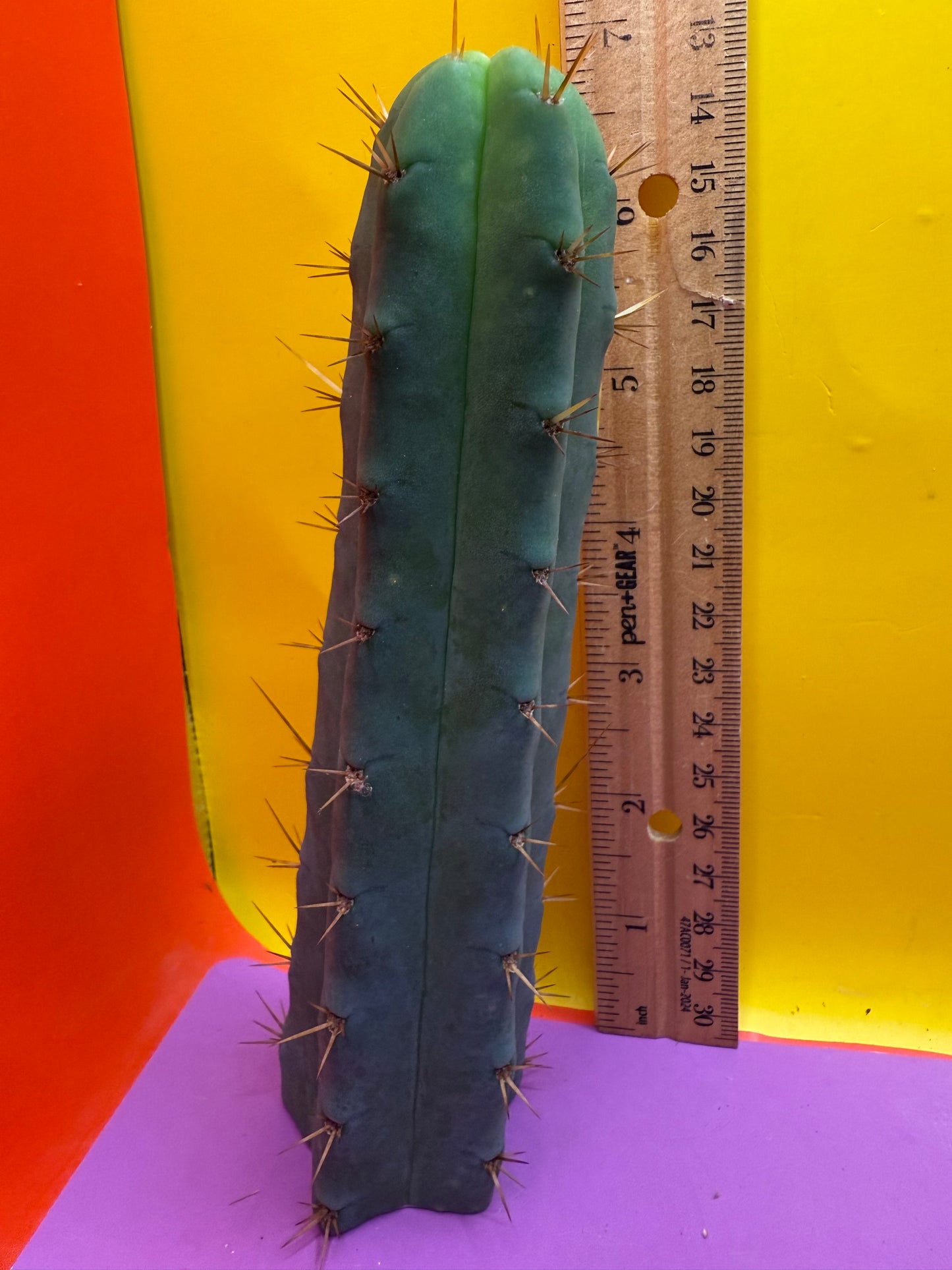 Ss02 cactus cutting