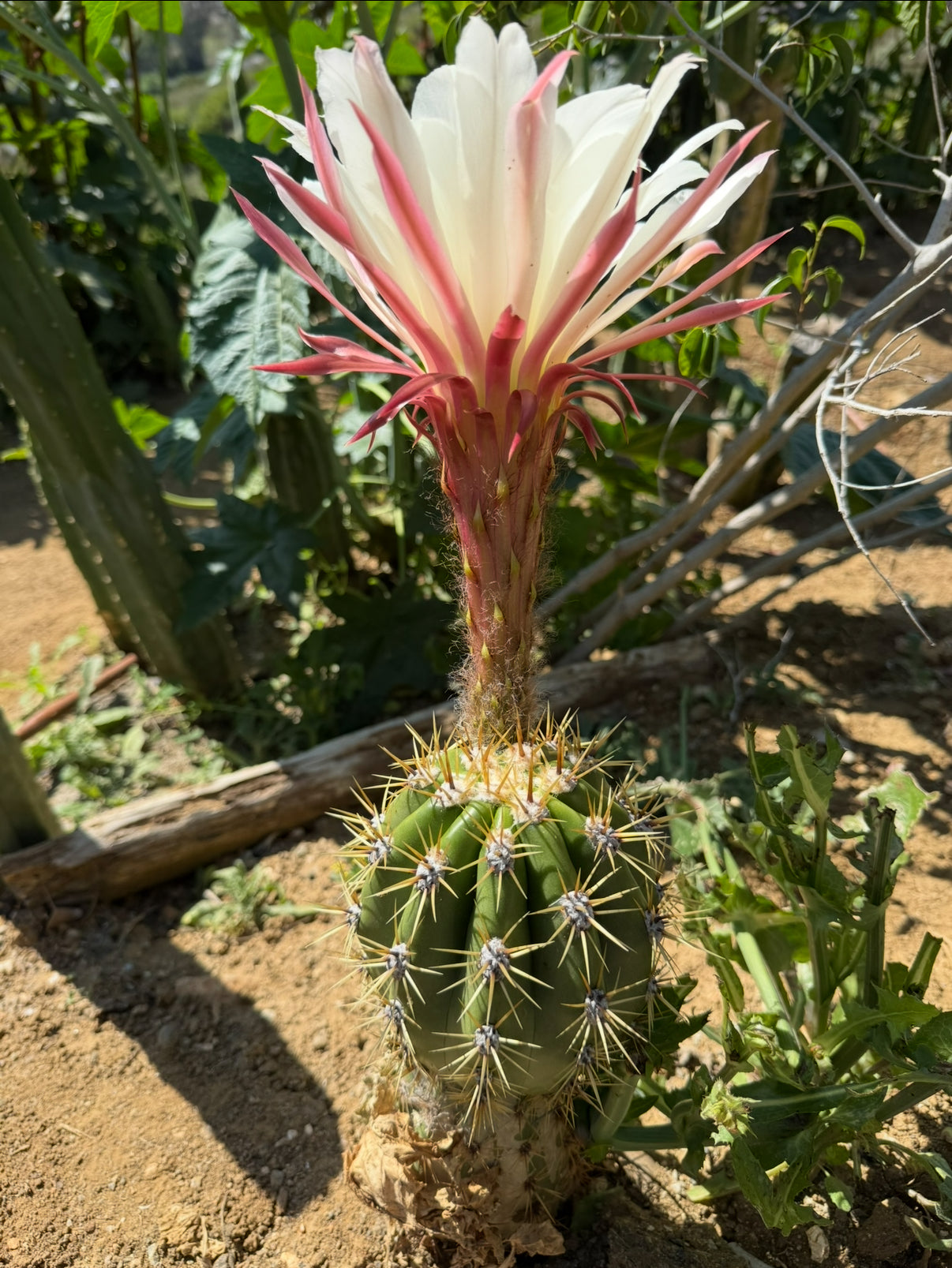 Trichocereus Candacans Seeds