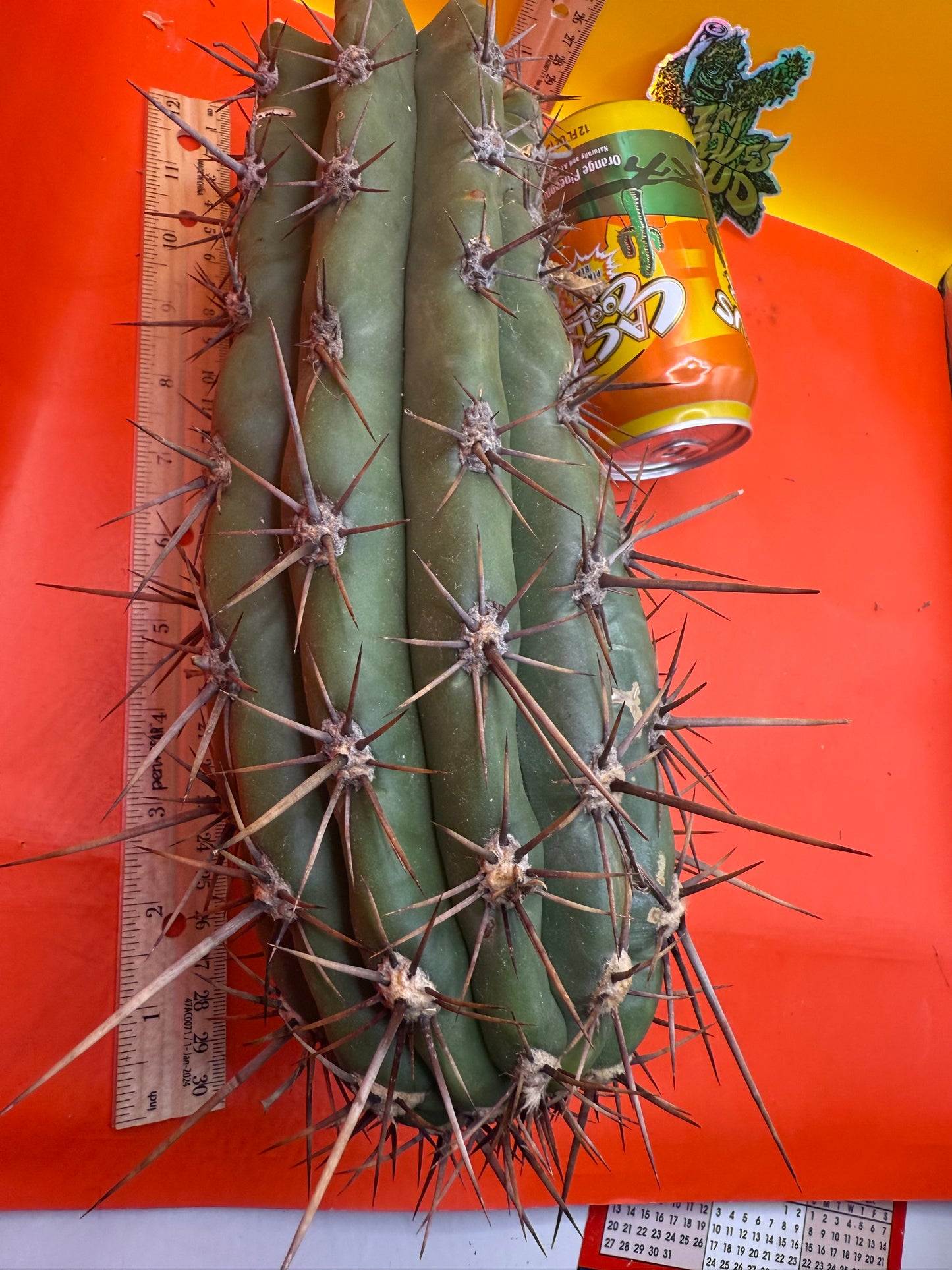 Tacaquirensis