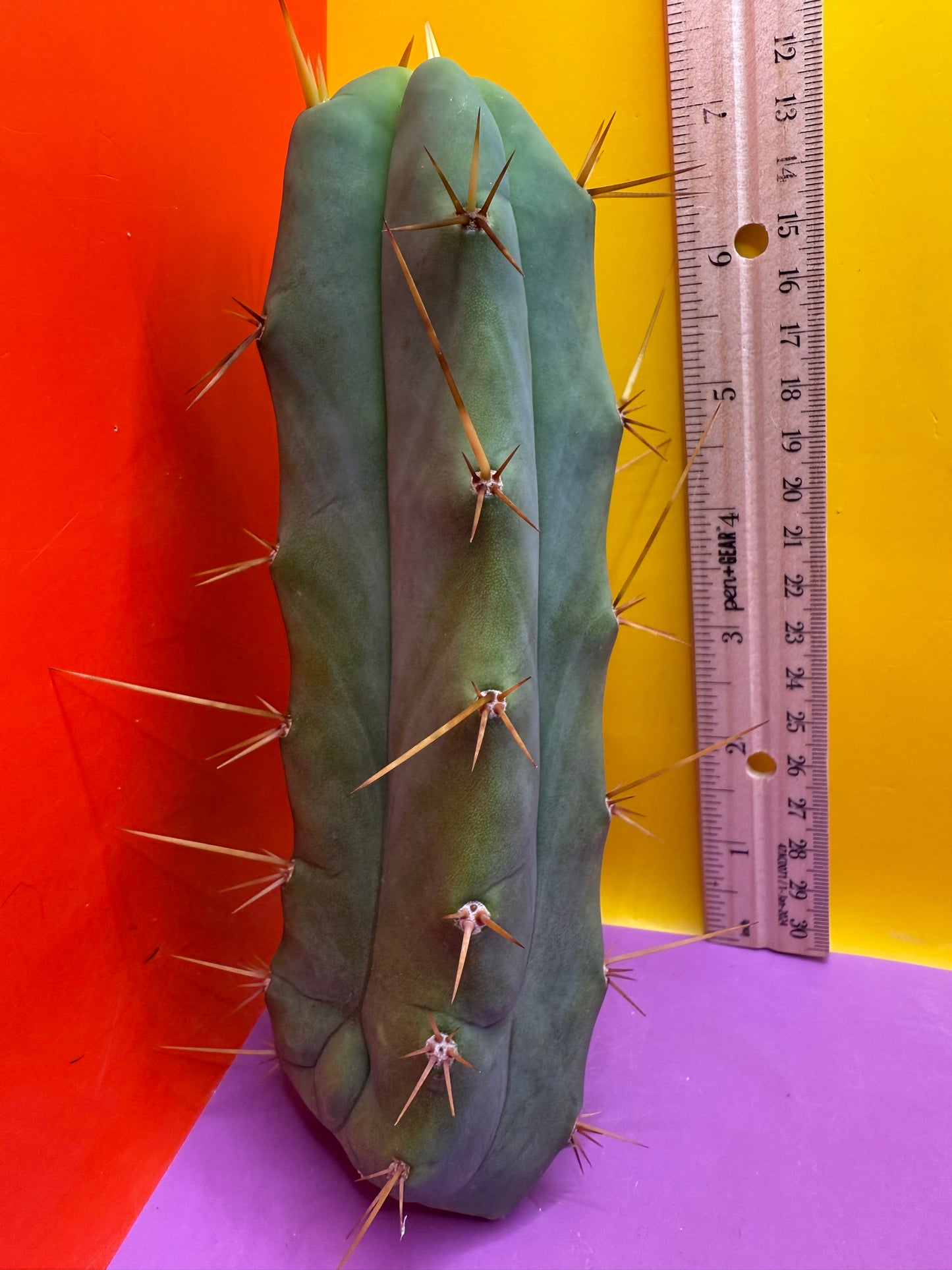 Essendon x Sina 🌶️🌶️ cactus