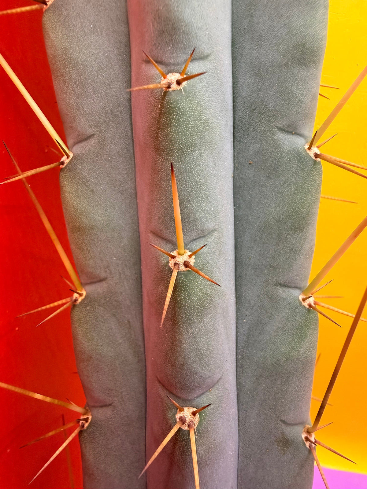 Yowie x Wowie cactus cutting