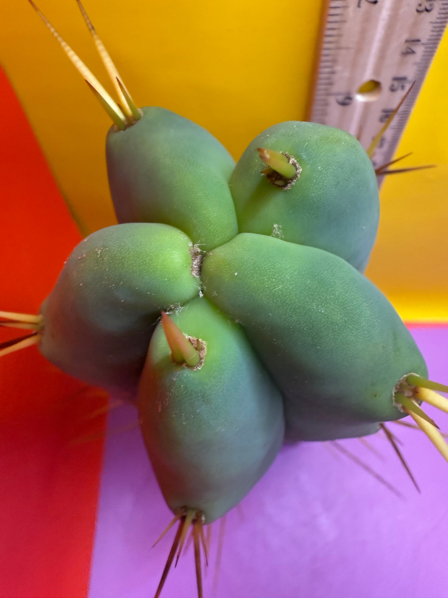 ESSENDON X SINA 🌶️🌶️