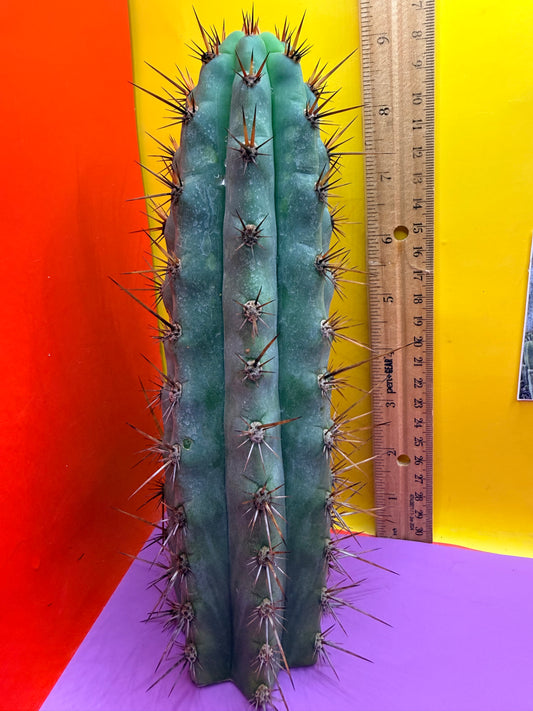 Peruzco trichocereus cactus cutting