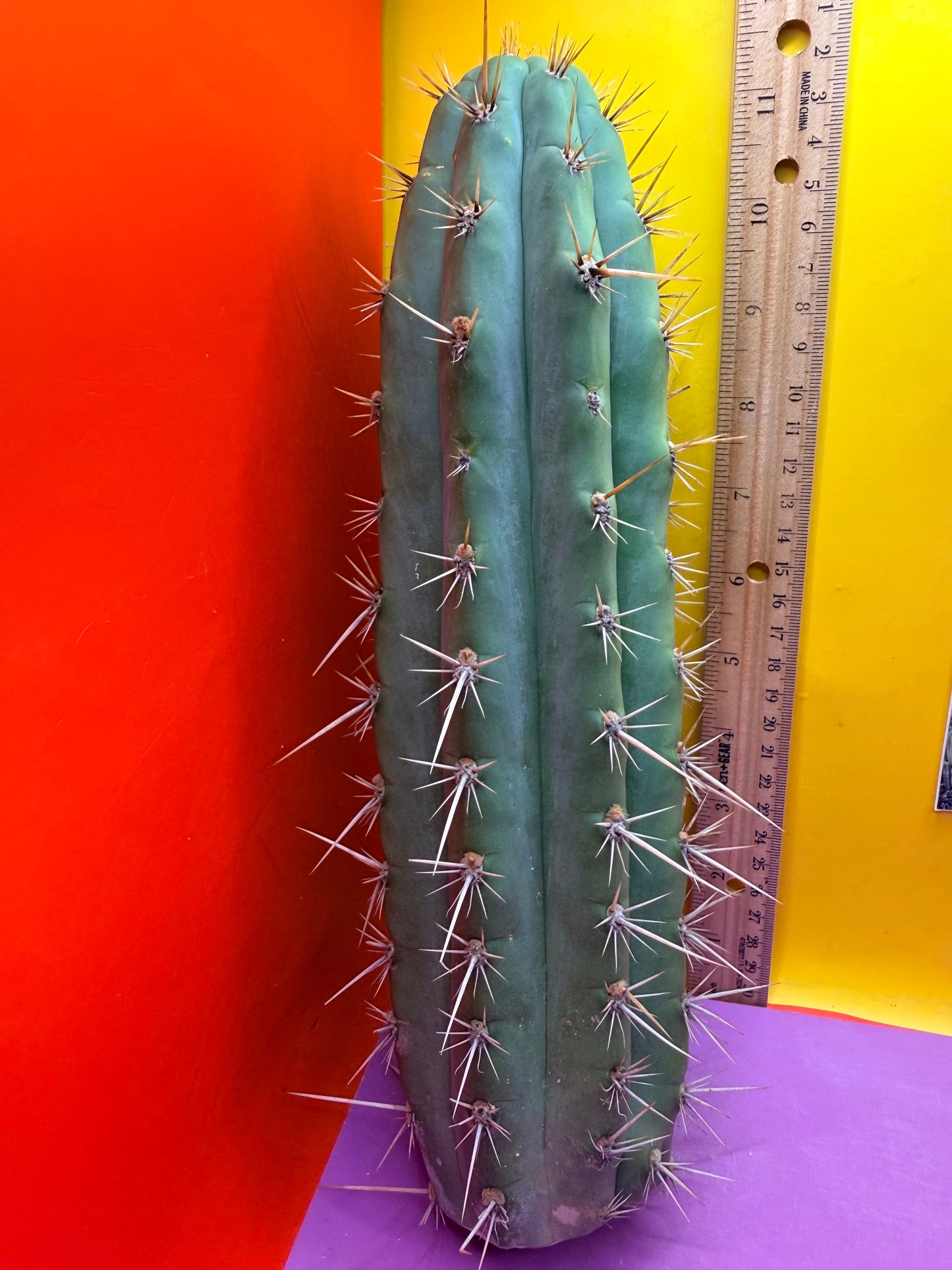 Trichocereus Puquiensis - cv “Linda”