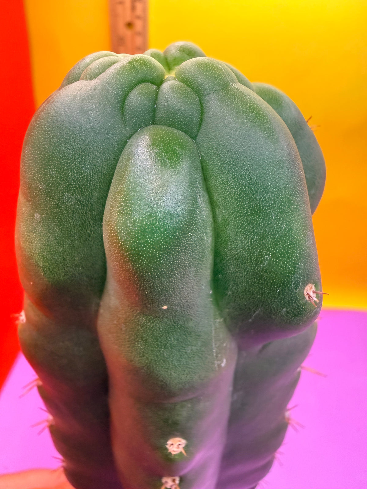 TPM -monstrose San Pedro cactus