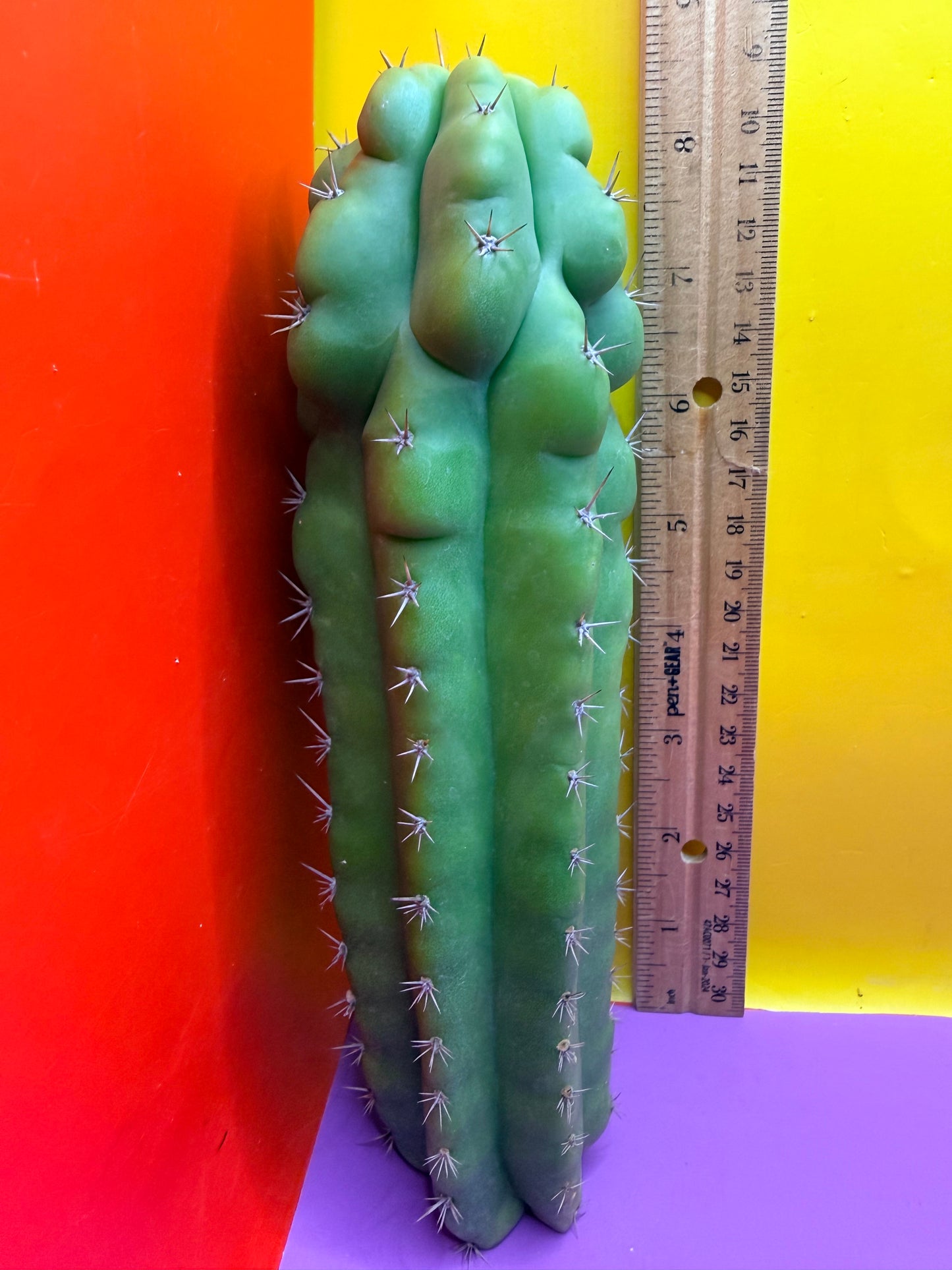 Monstrose San Pedro cactus - TPM !