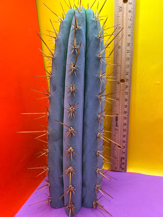 BLUE MACRO Trichocereus cutting for sale