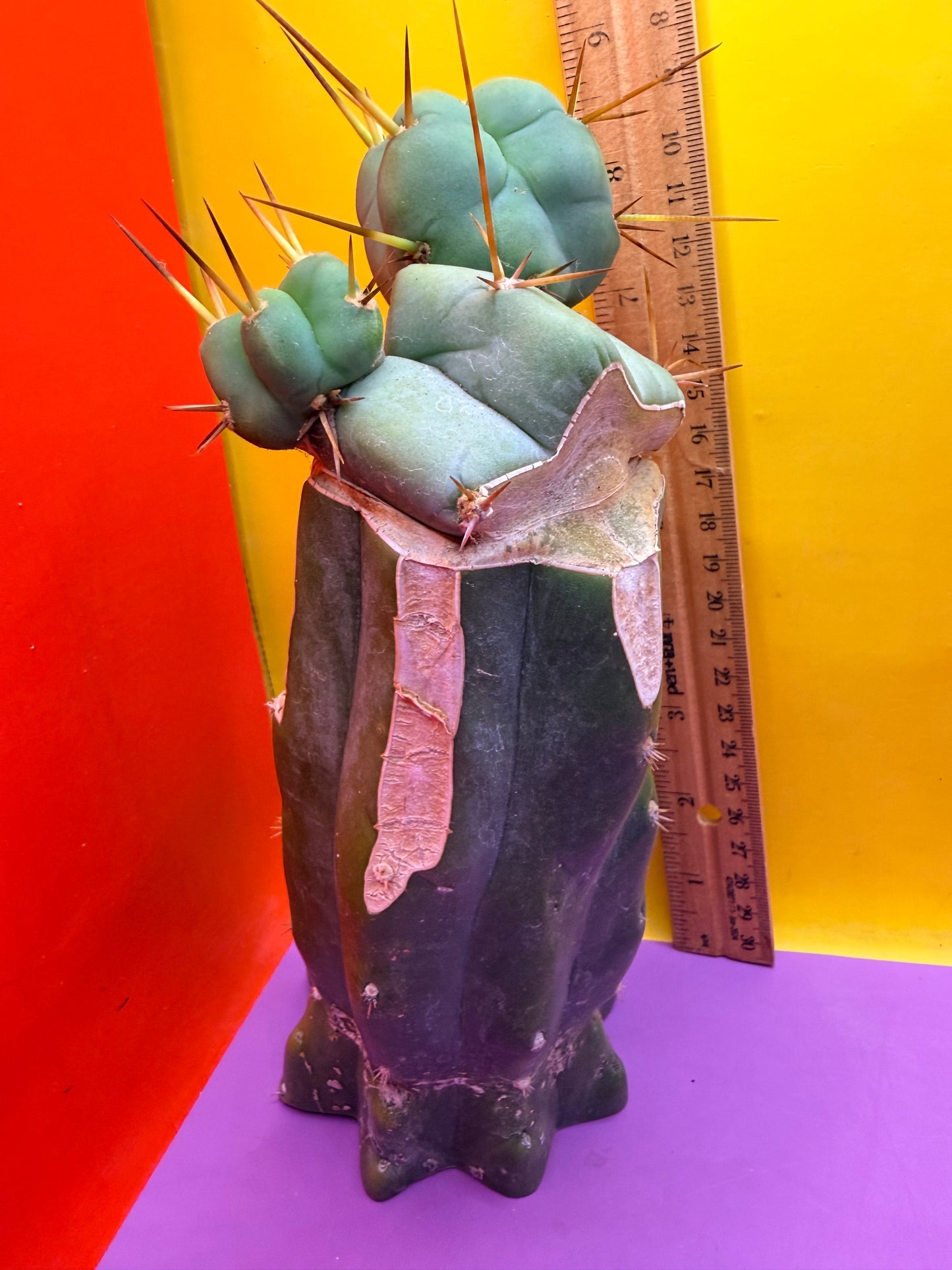 EL SERPIEÑTE Double pup Graft!
