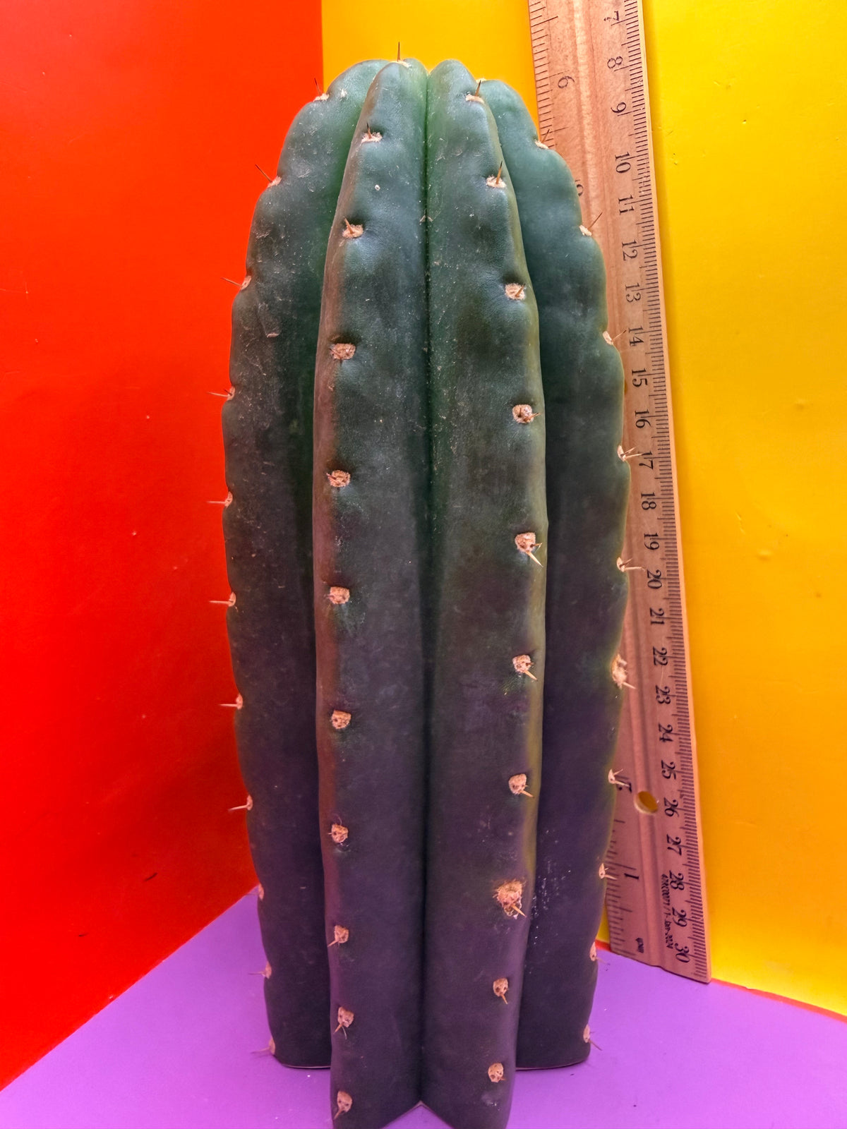 CACTO HEBRIDO over 3” THIC !