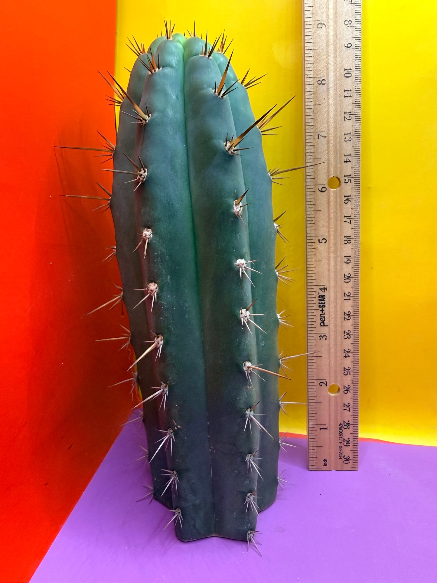 “RC’s T.P. 🧻”  trichocereus peruvianus !!