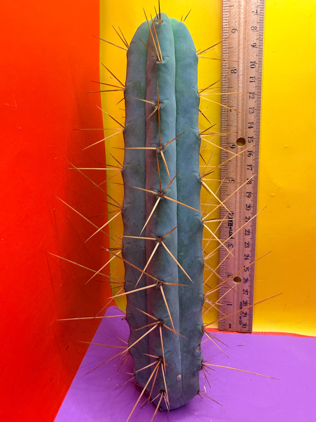 Kactus Kate Bridgesii
