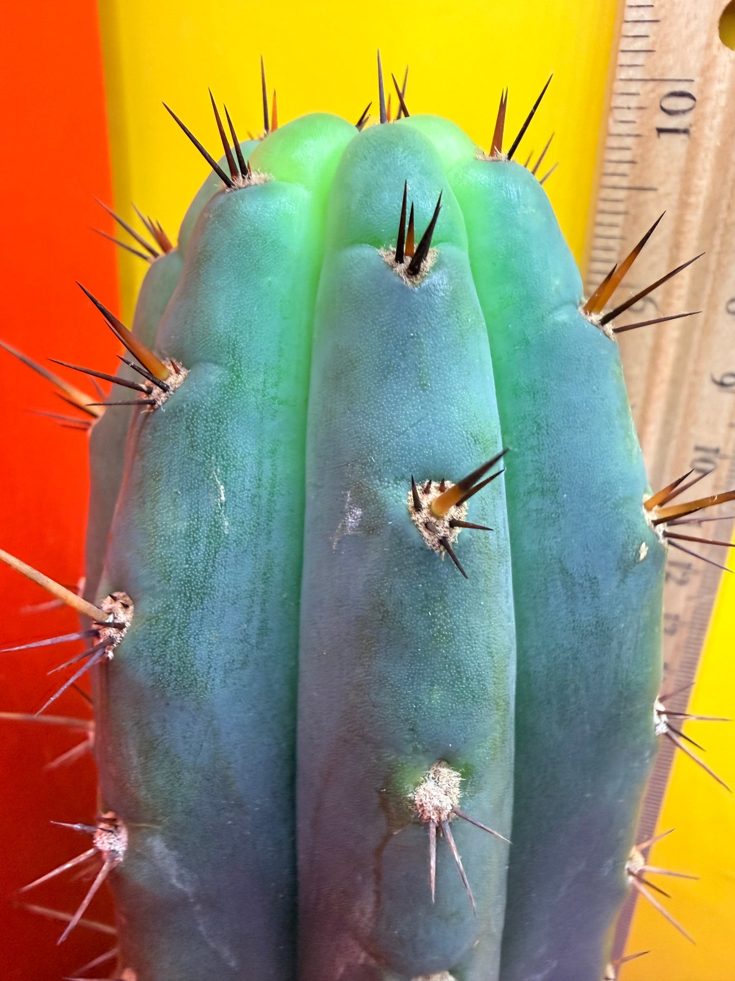 “RC’s T.P. 🧻”  trichocereus peruvianus !!