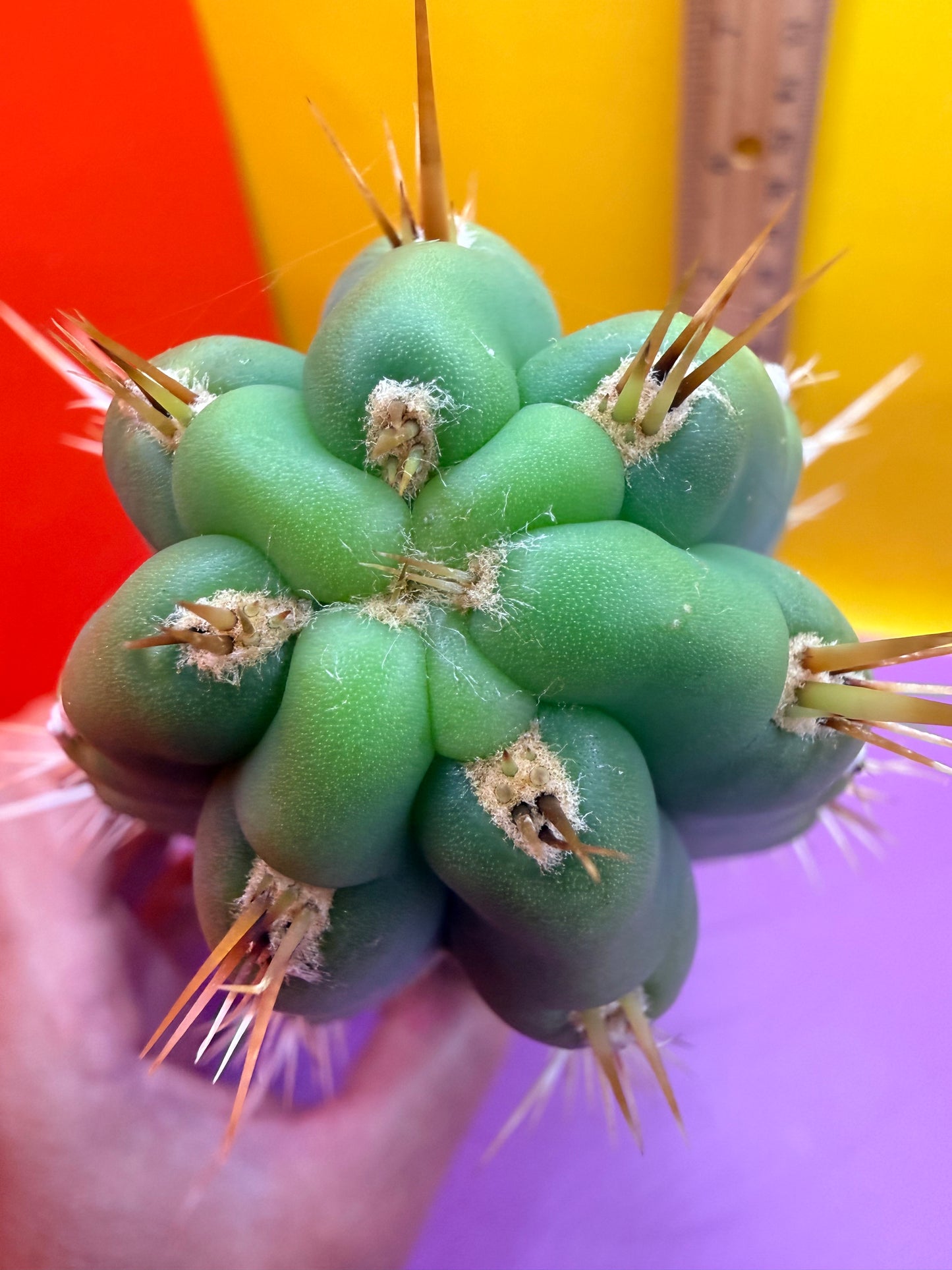 Trichocereus Puquiensis - cv “Linda”