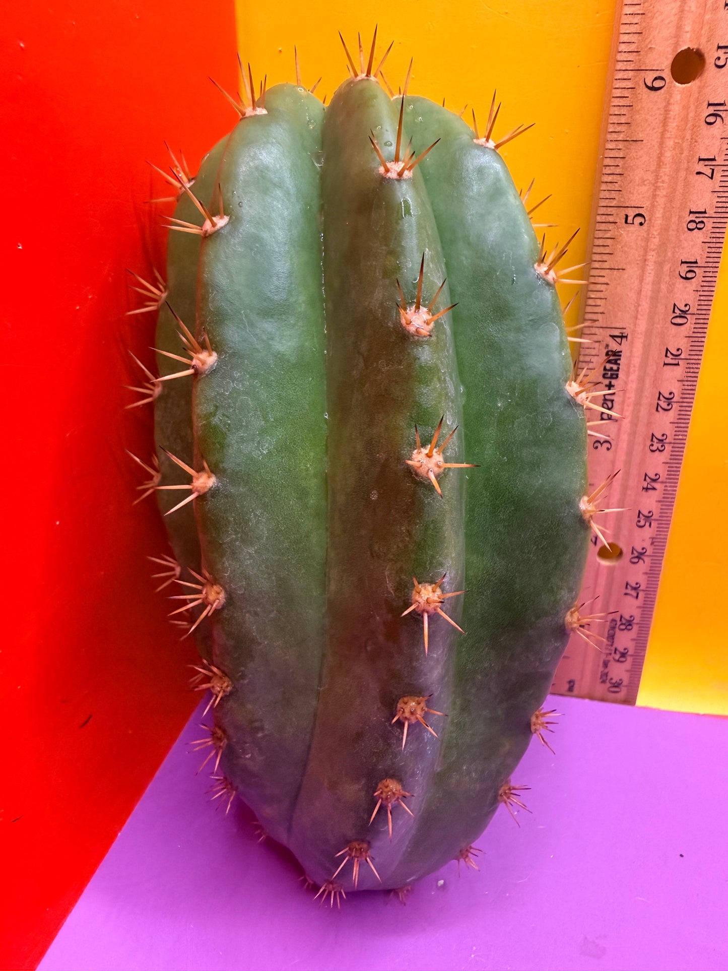 Cacto hebrido