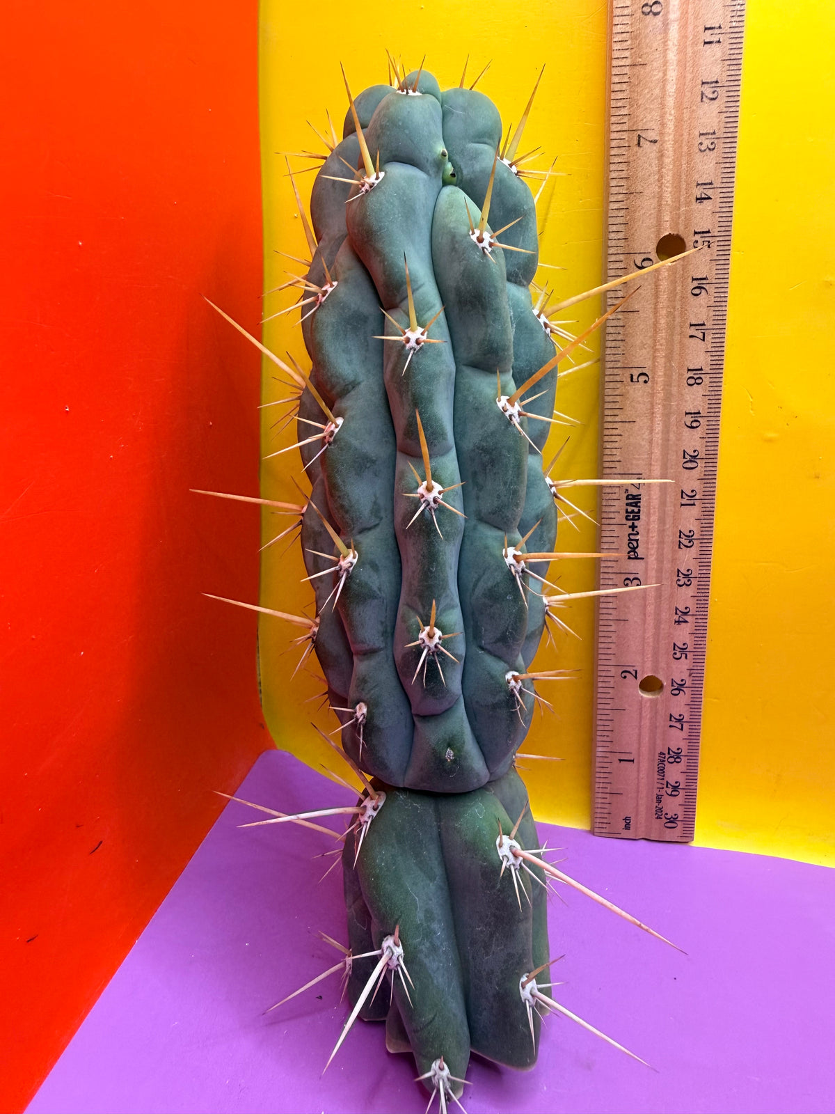 SSO3 Trichocereus knuthianus
