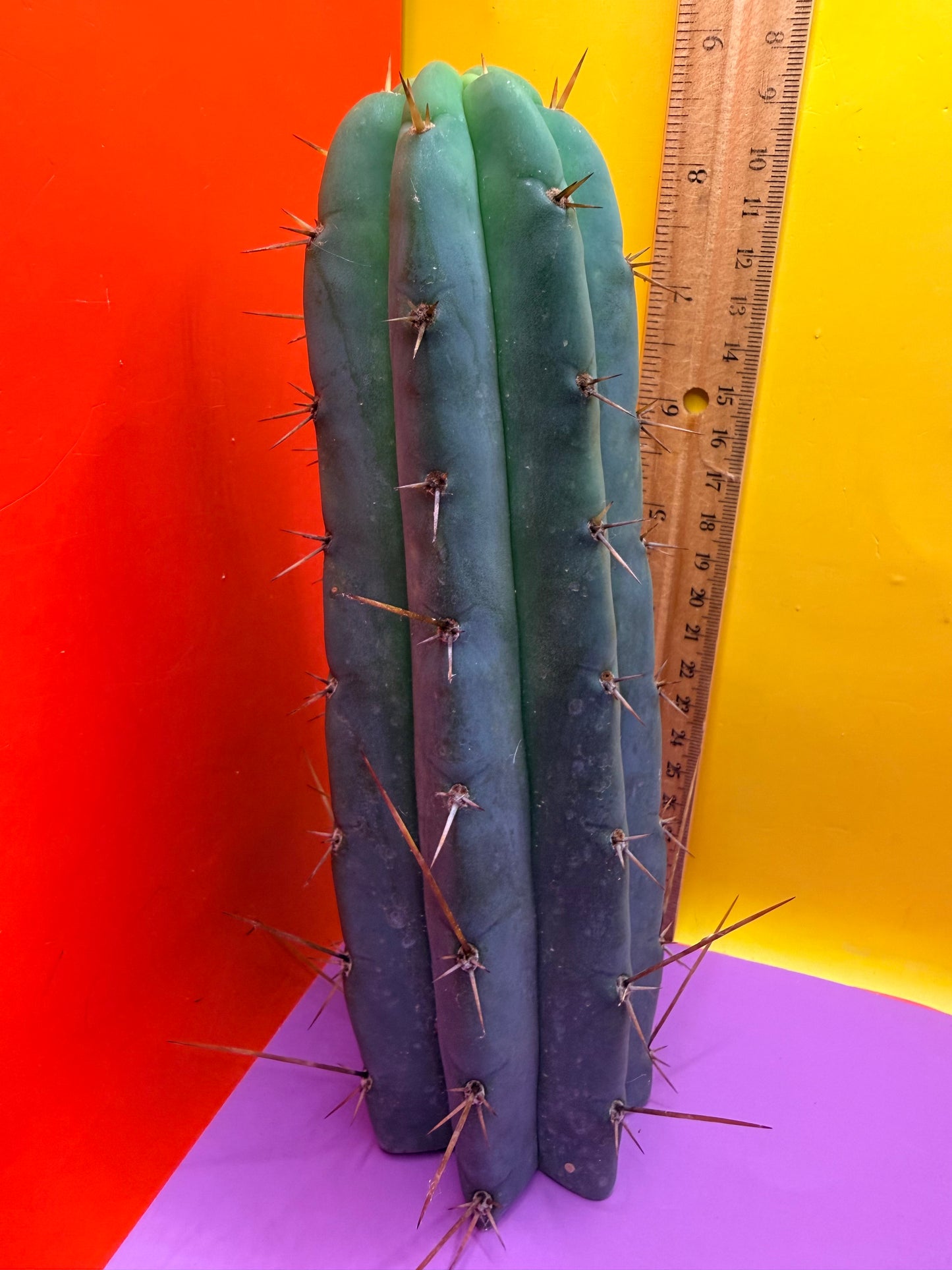 PALA  ! This exact cactus cutting of trichocereus